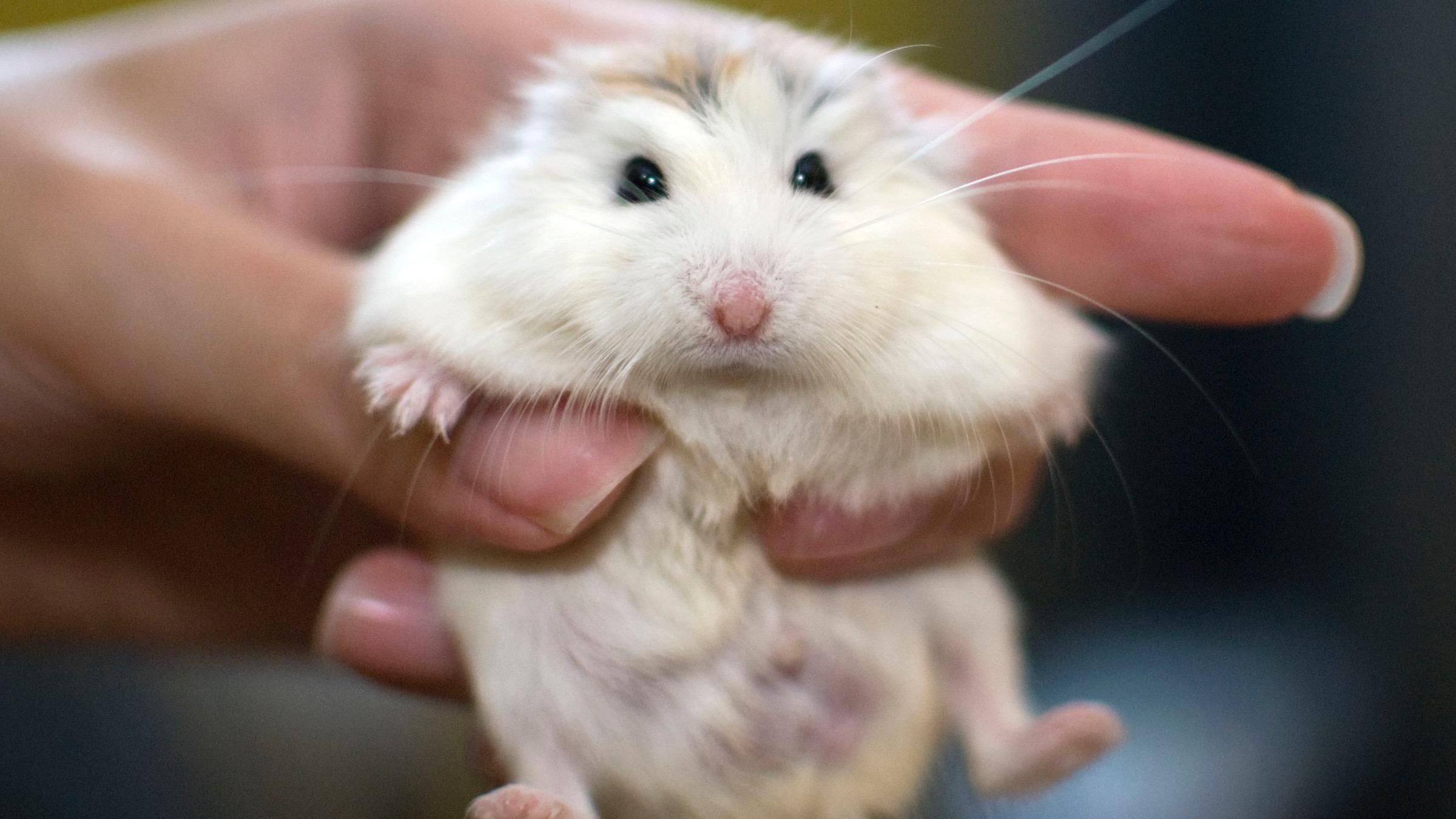 Замість попкорну у відрі виявився хомʼяк: неочікувана знахідка відвідувача кінотеатру - Pets Замість попкорну у відрі виявився хомʼяк: неочікувана знахідка відвідувача кінотеатру - Pets