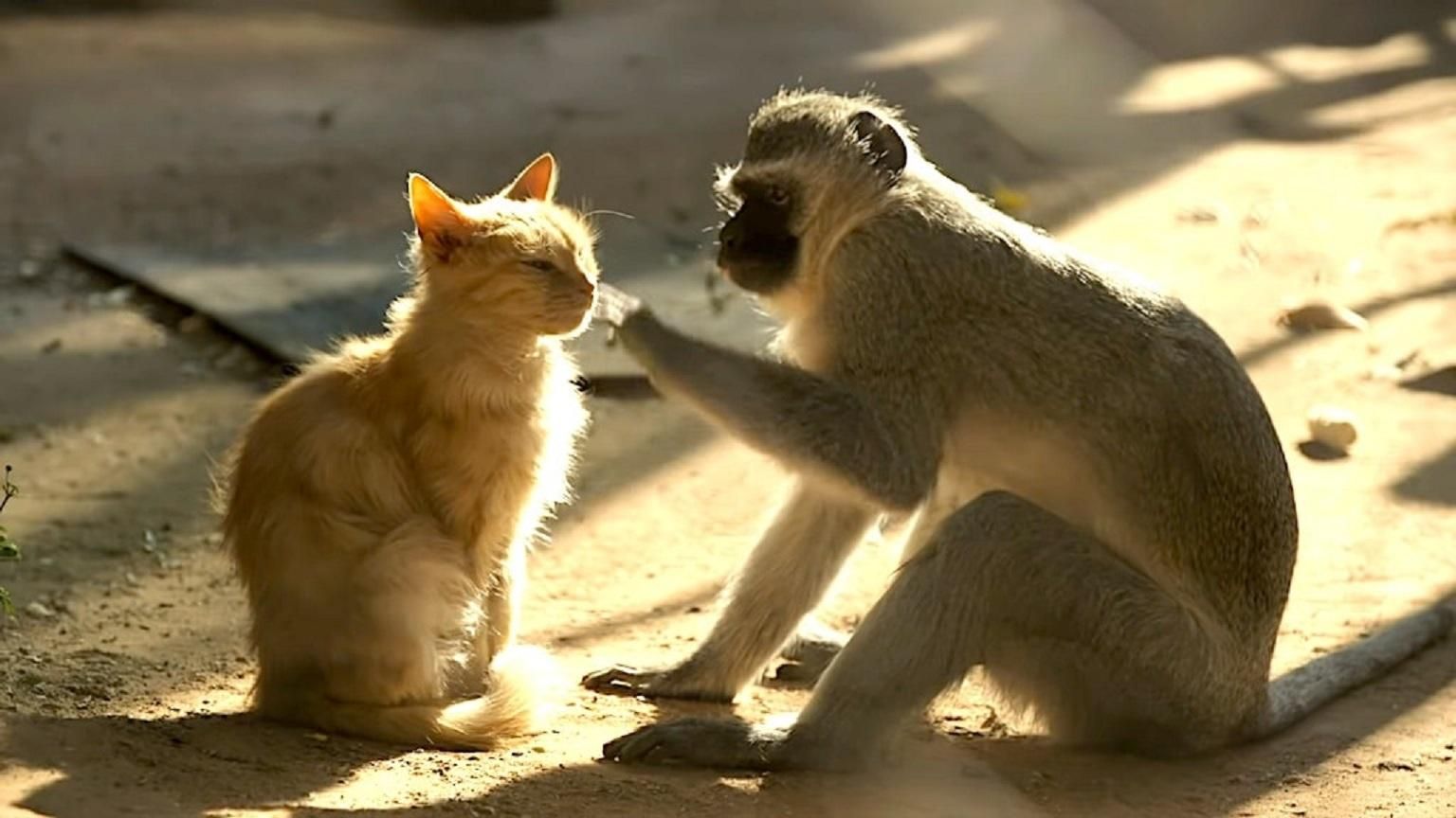 Спасенные обезьяны очаровательно взаимодействуют с кошками в приюте: милое видео