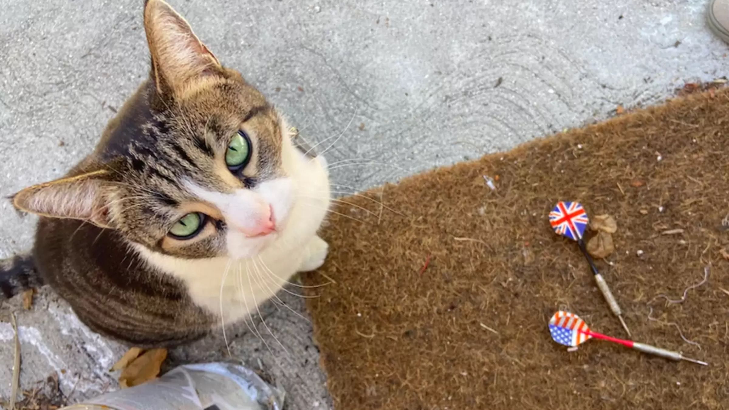 Кішка "грабувала" сусідів: кому чотирилапа носила подарунки - Pets