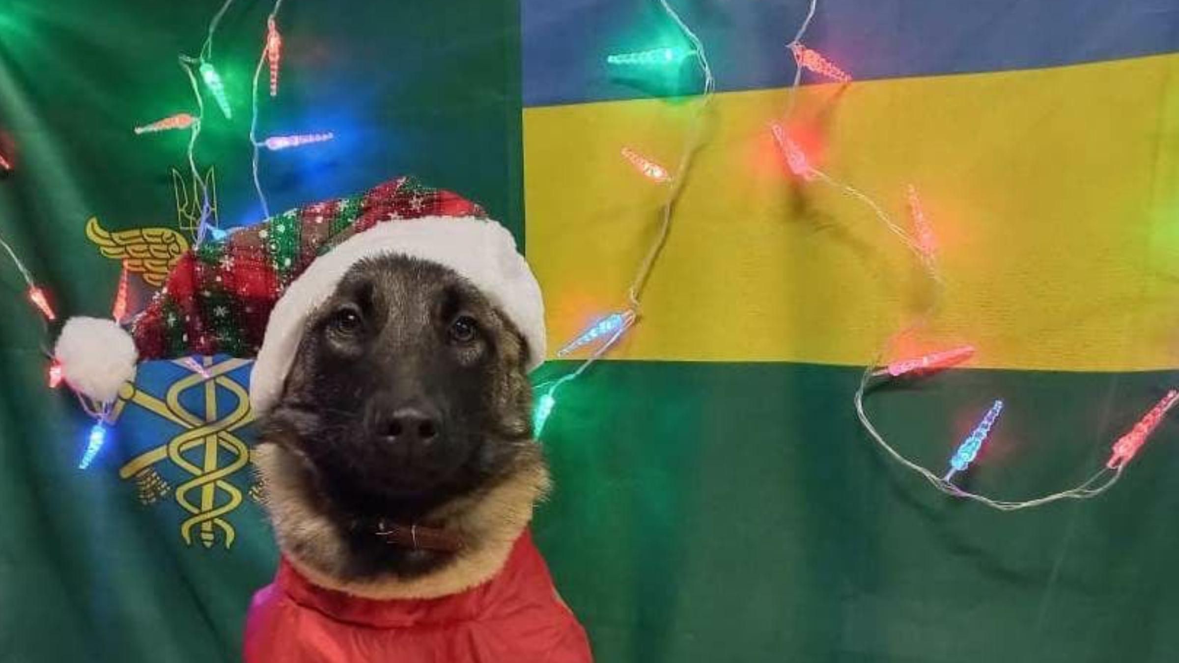 Как служебные собаки таможни поздравили украинцев с праздниками: фото четырехлапых - Украина новости - Pets Как служебные собаки таможни поздравили украинцев с праздниками: фото четырехлапых - Украина новости - Pets