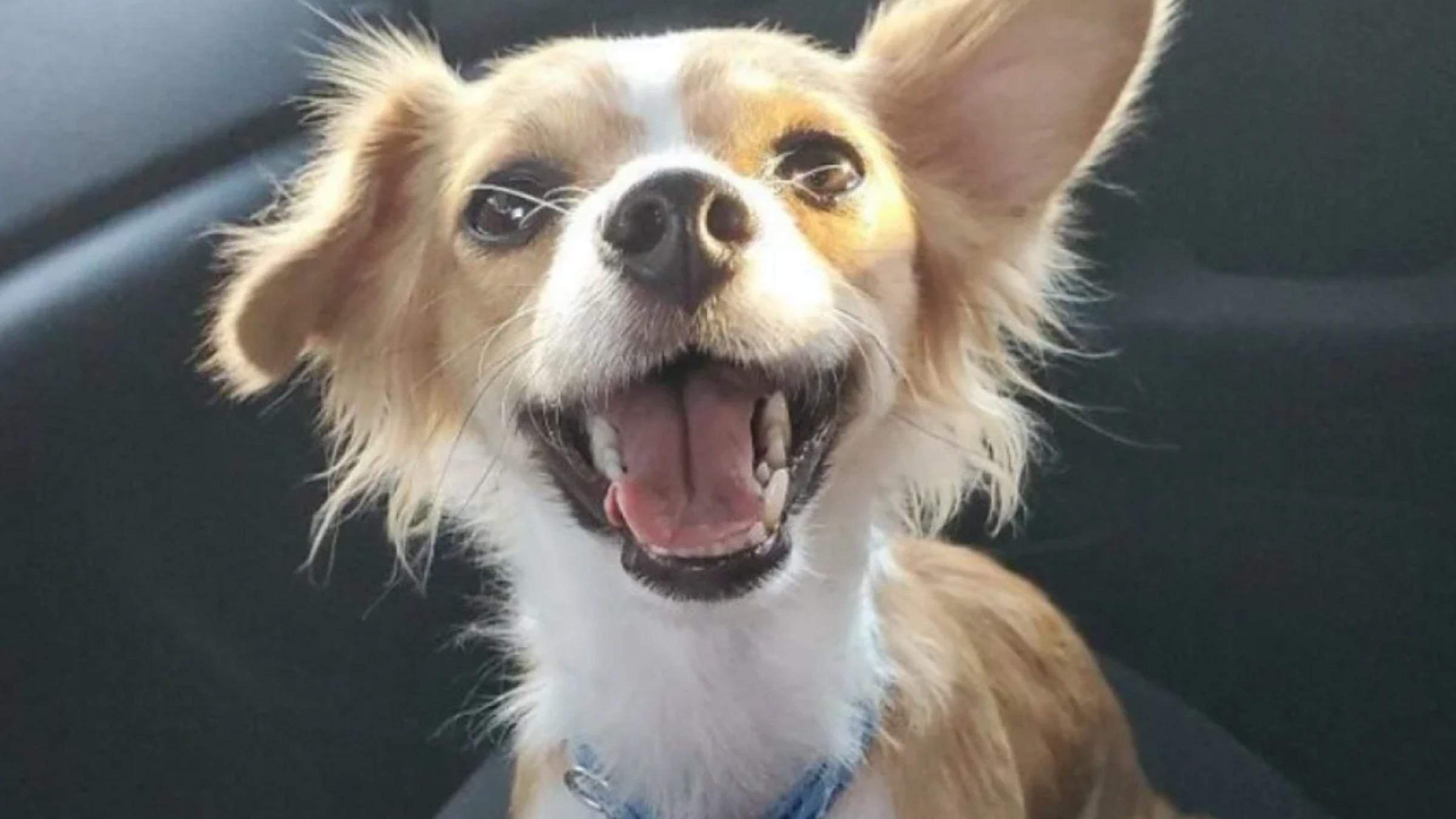 Важный тренд: пользователи соцсетей делятся фотографиями спасенных животных - Pets Важный тренд: пользователи соцсетей делятся фотографиями спасенных животных - Pets