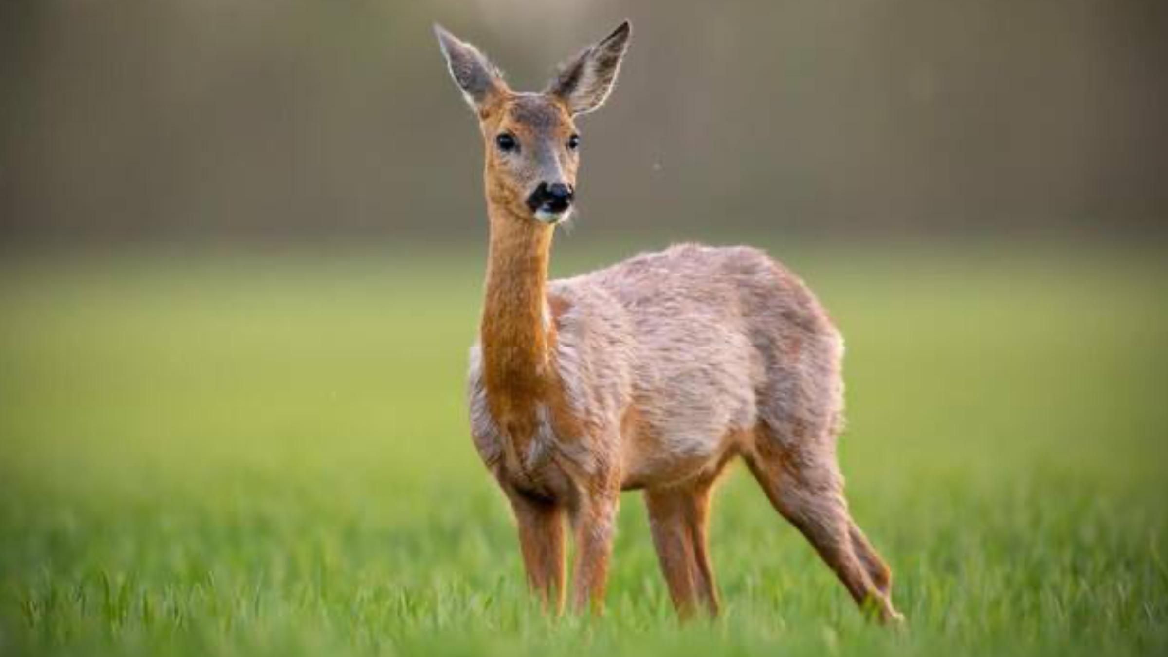 "Приставала" к людям и бродила по улицам: в селе потерялась косуля - Украина новости - Pets "Приставала" к людям и бродила по улицам: в селе потерялась косуля - Украина новости - Pets