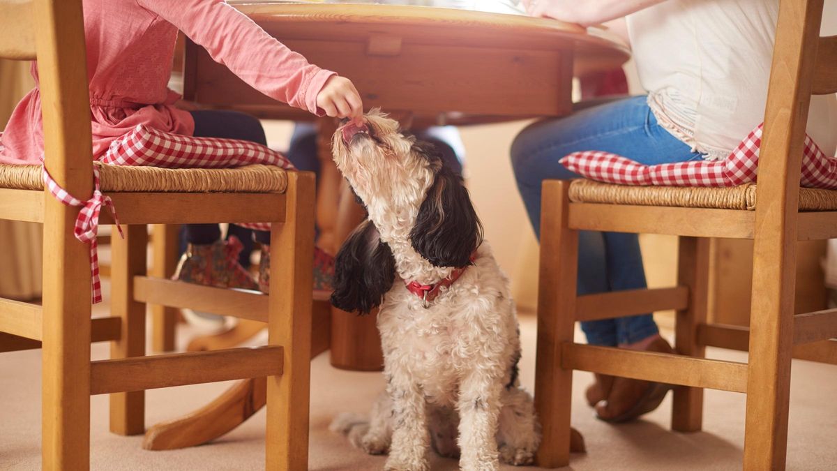 Pets table. Собака под столом. Собака под столом картинка. Собака секретарь. Pet on the Table.