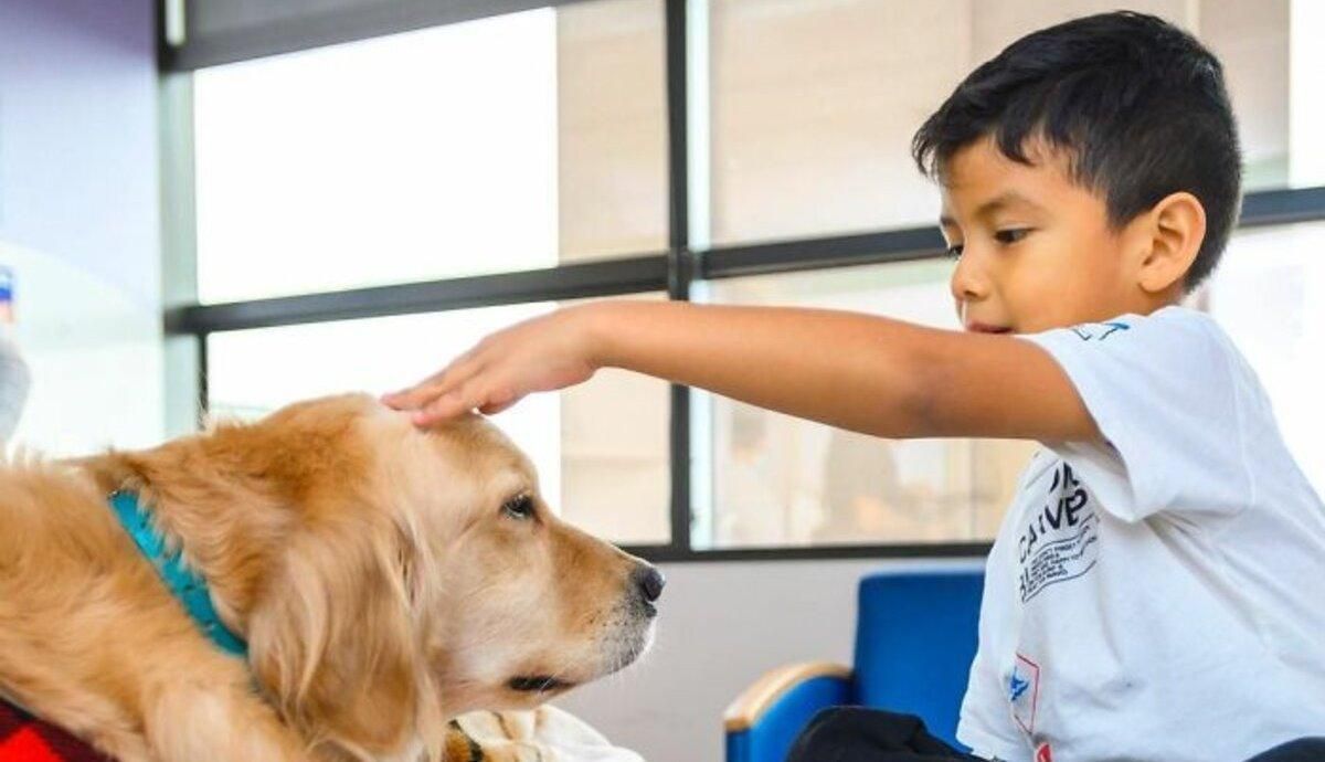 Помощники Санты: как милые собаки в нарядных пижамах поздравили больных детей на Рождество - Pets
