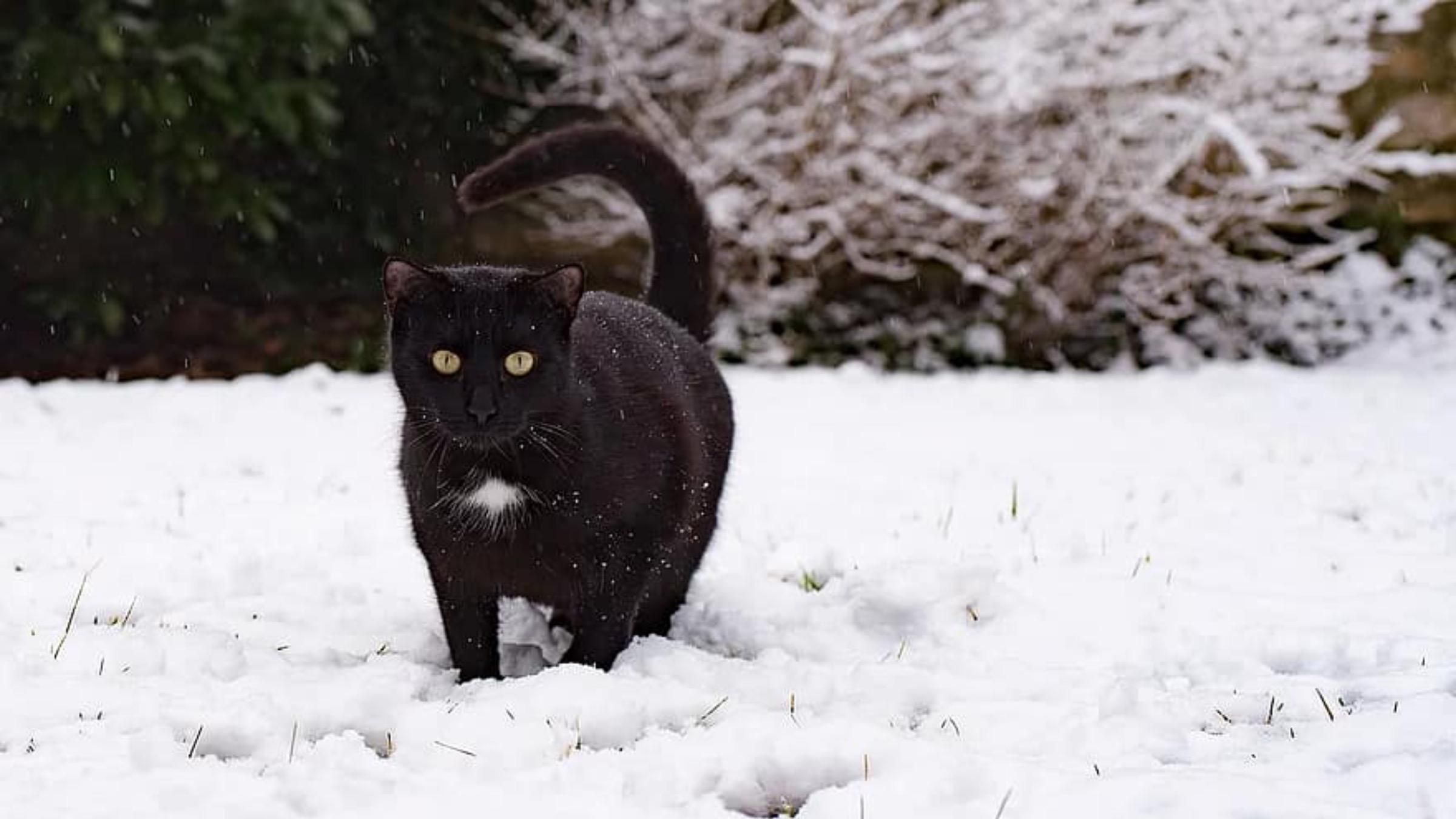 Кот устроил для хозяйки ледовое шоу: забавное видео - Pets Кот устроил для хозяйки ледовое шоу: забавное видео - Pets