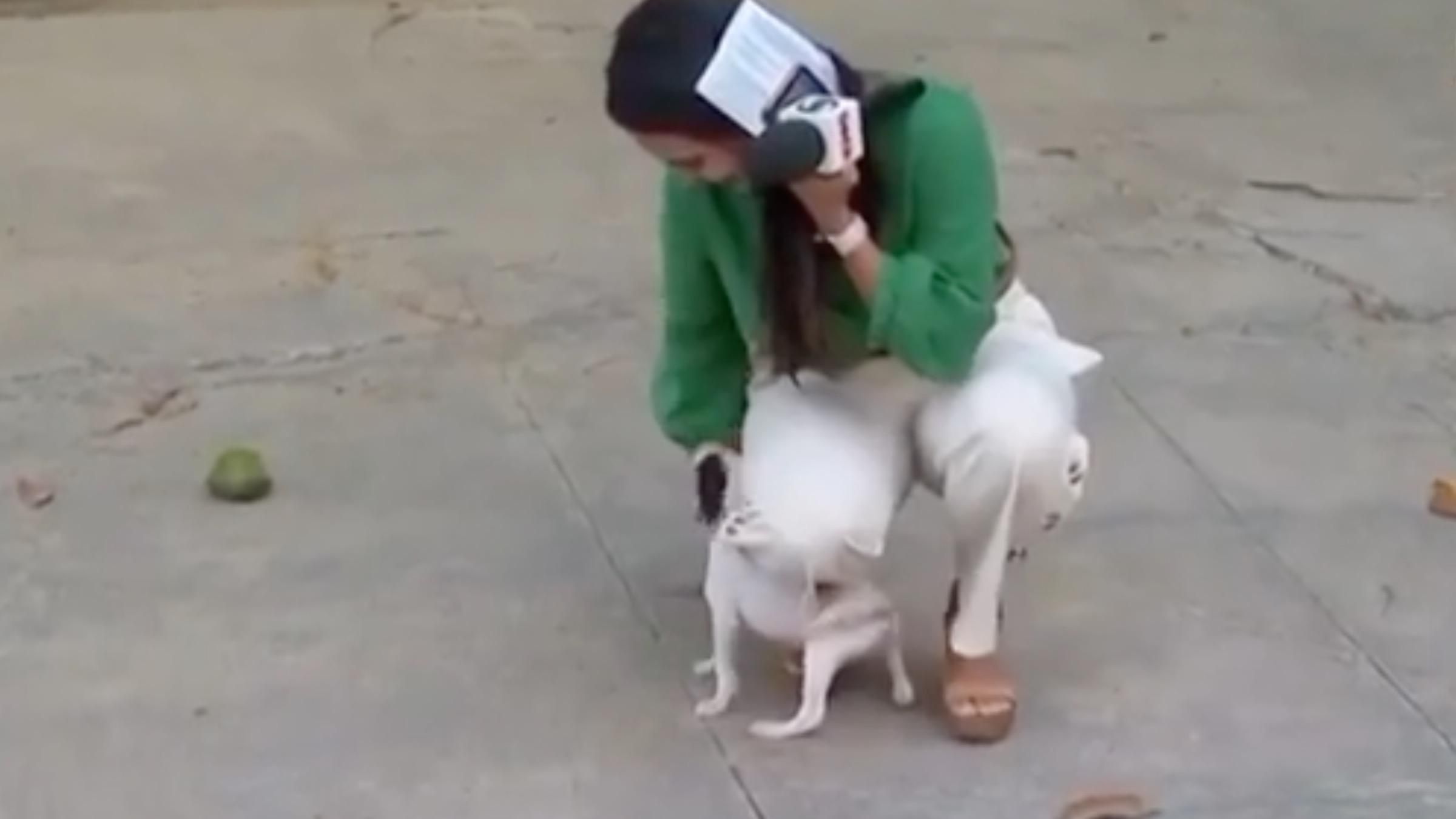 Цуценя увірвалося в прямий ефір журналістки: курйозне відео з чотирилапим - Pets Цуценя увірвалося в прямий ефір журналістки: курйозне відео з чотирилапим - Pets