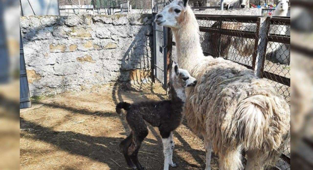 Перше дитинча року: в Одеському зоопарку народилася крихітна лама - Новини Одеси сьогодні - Pets