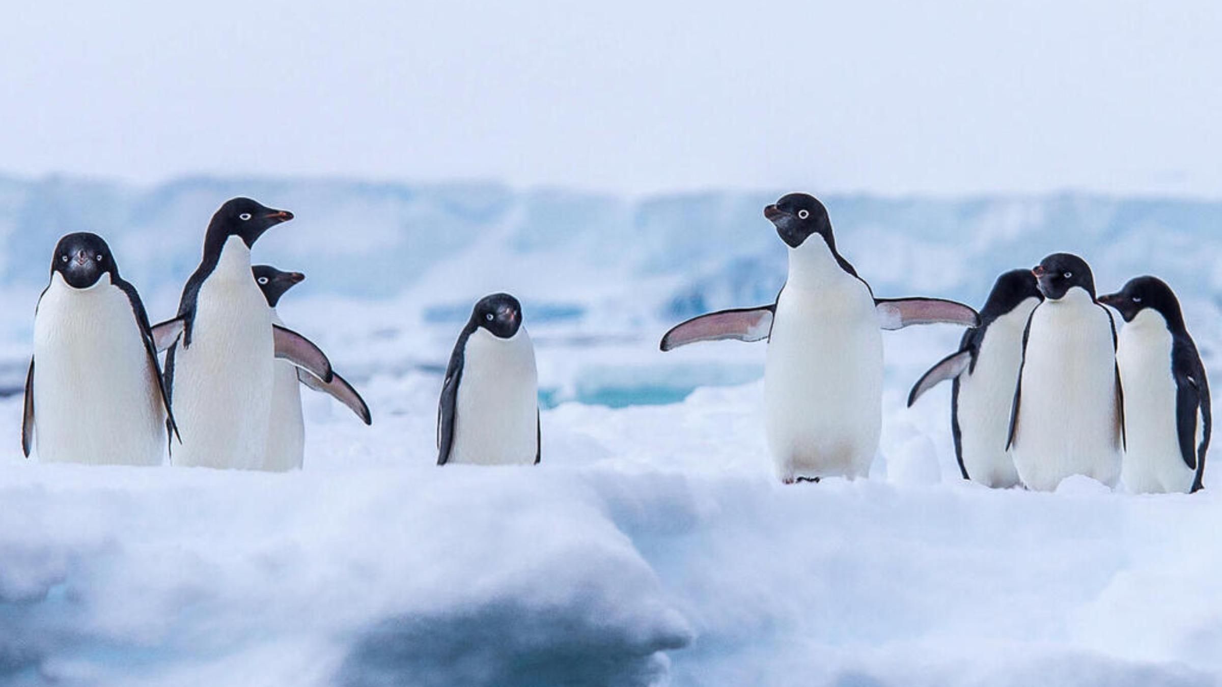 Пінгвіни "марширують" до океану: відео від українських полярників - Pets