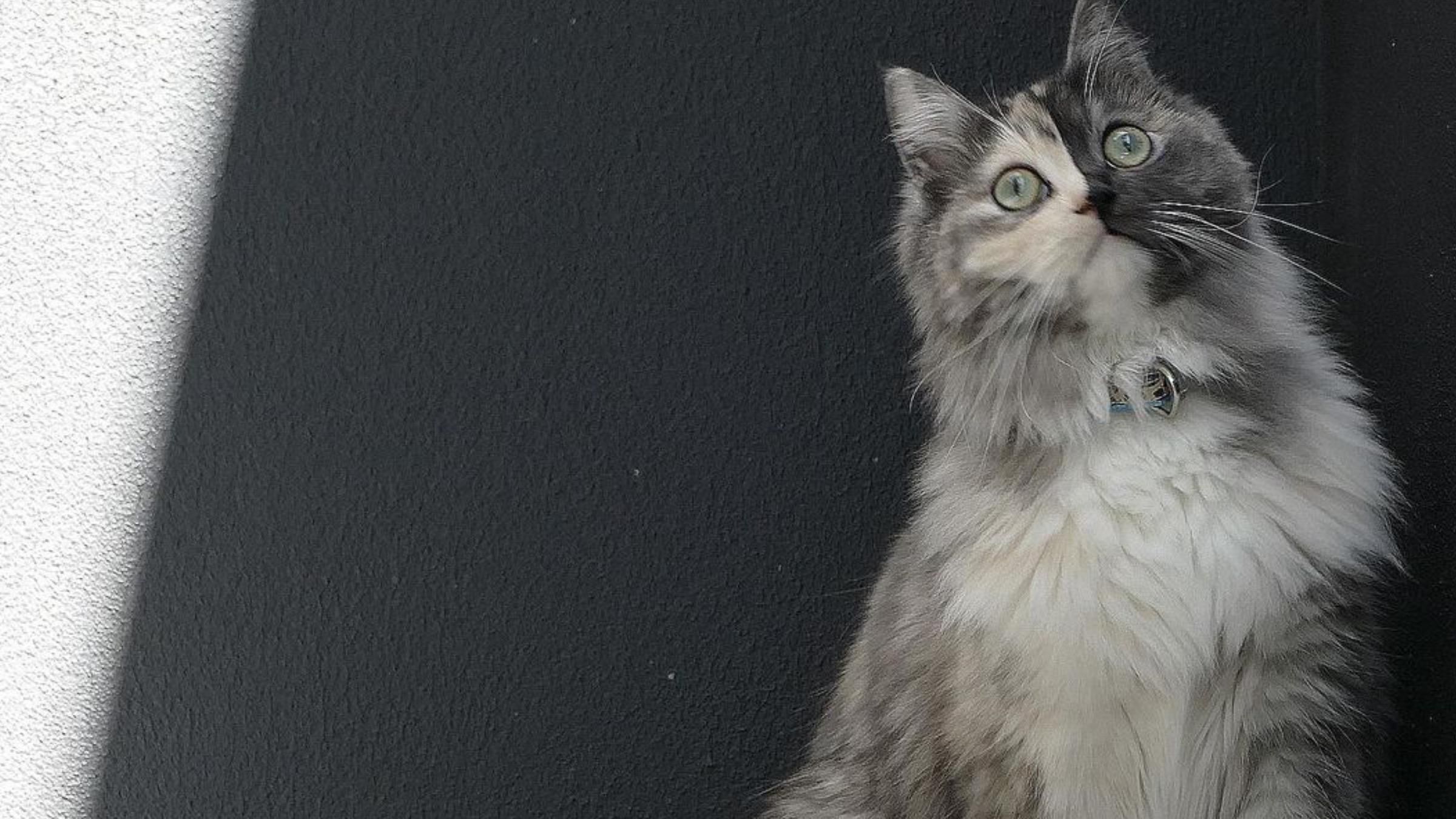 Имеет "два лица": что повлияло на уникальную внешность кошки - Pets Имеет "два лица": что повлияло на уникальную внешность кошки - Pets