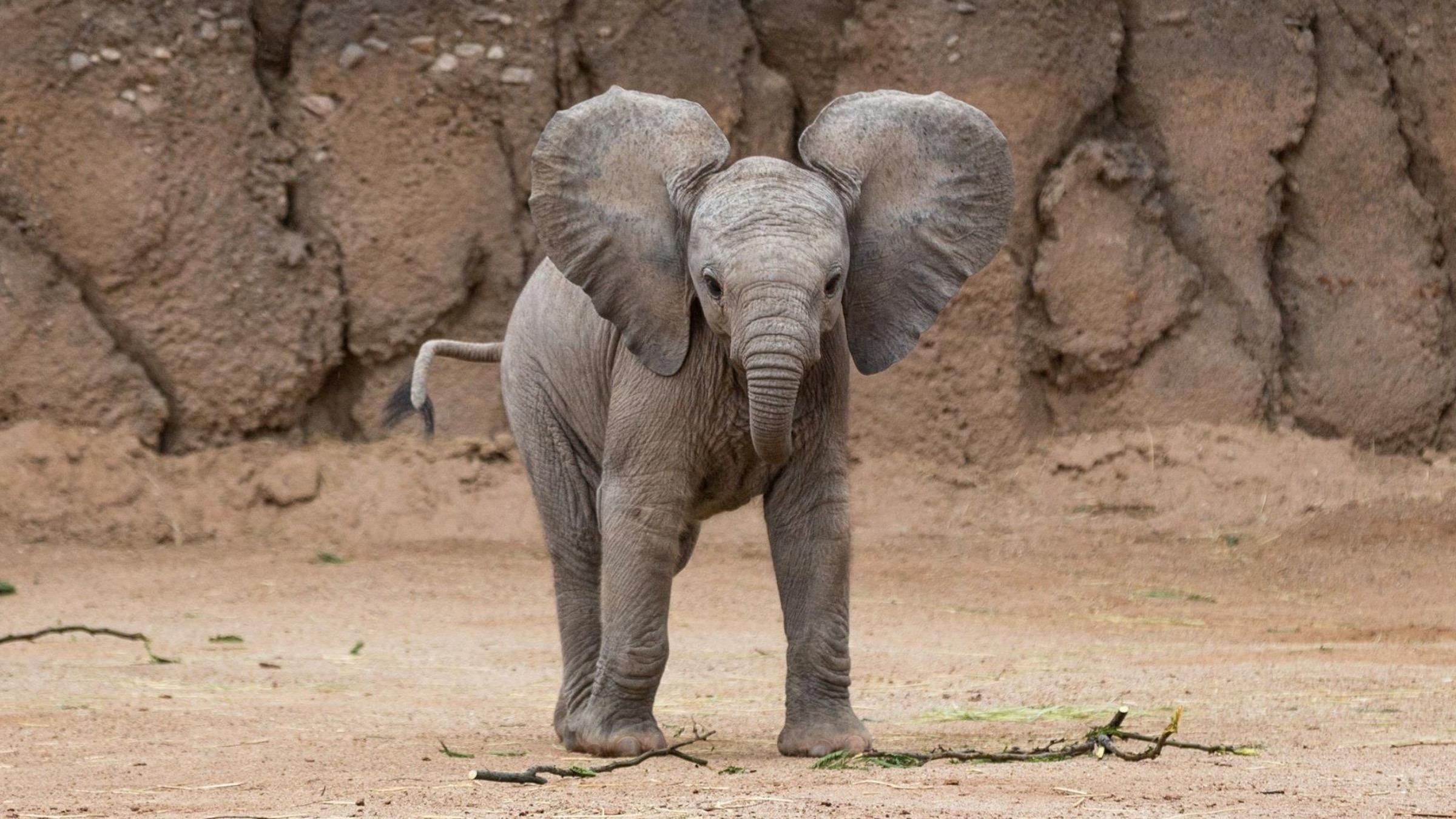 Сміливий малюк: як слоненя змусило автомобіліста відʼїхати - Pets