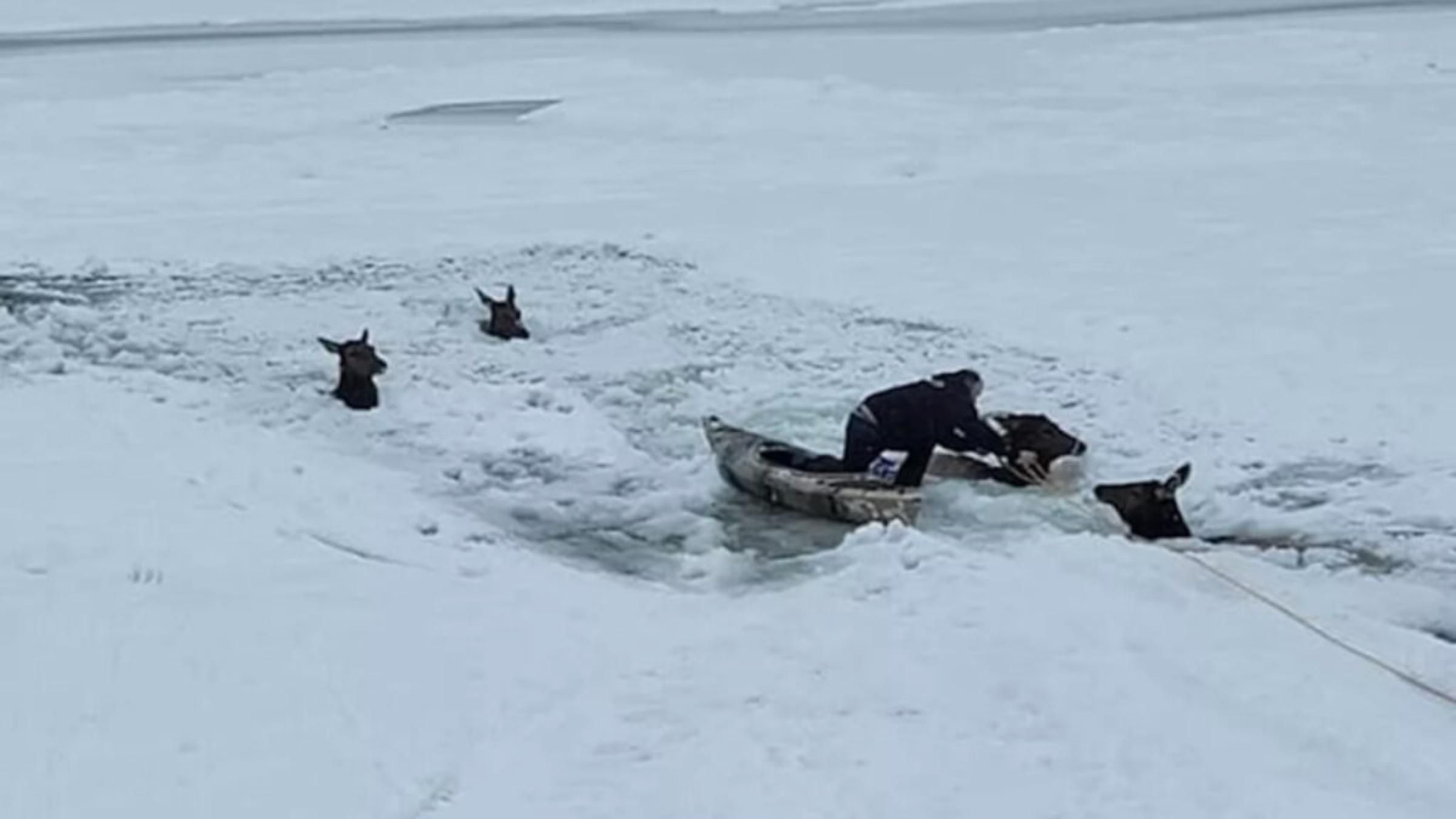 Провалились под лед: друзья провели праздники в ледяной воде, чтобы спасти лосей - Pets