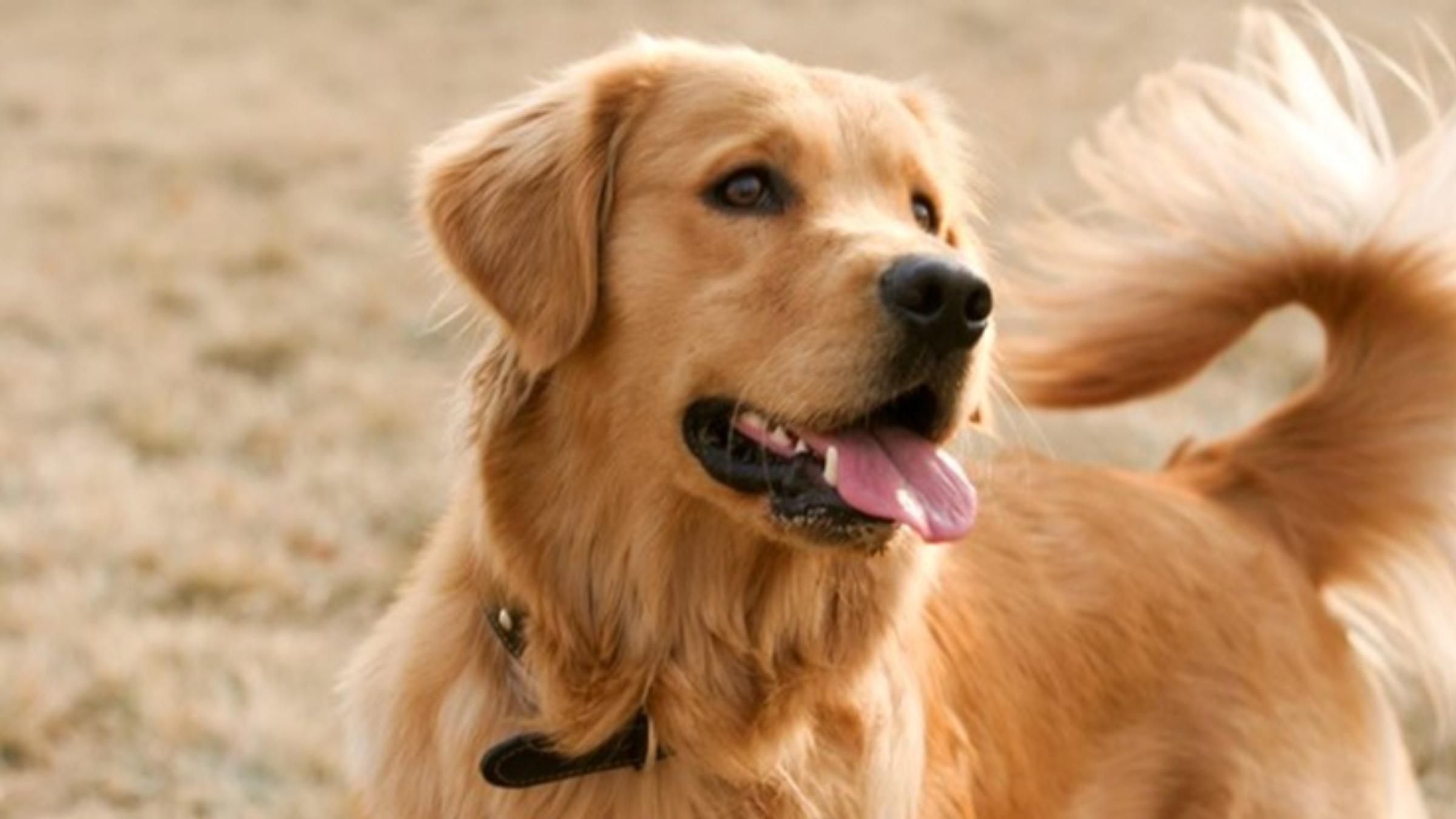 Ретривер намагався допомогти цуценяті опанувати нову команду: миле відео - Pets Ретривер намагався допомогти цуценяті опанувати нову команду: миле відео - Pets