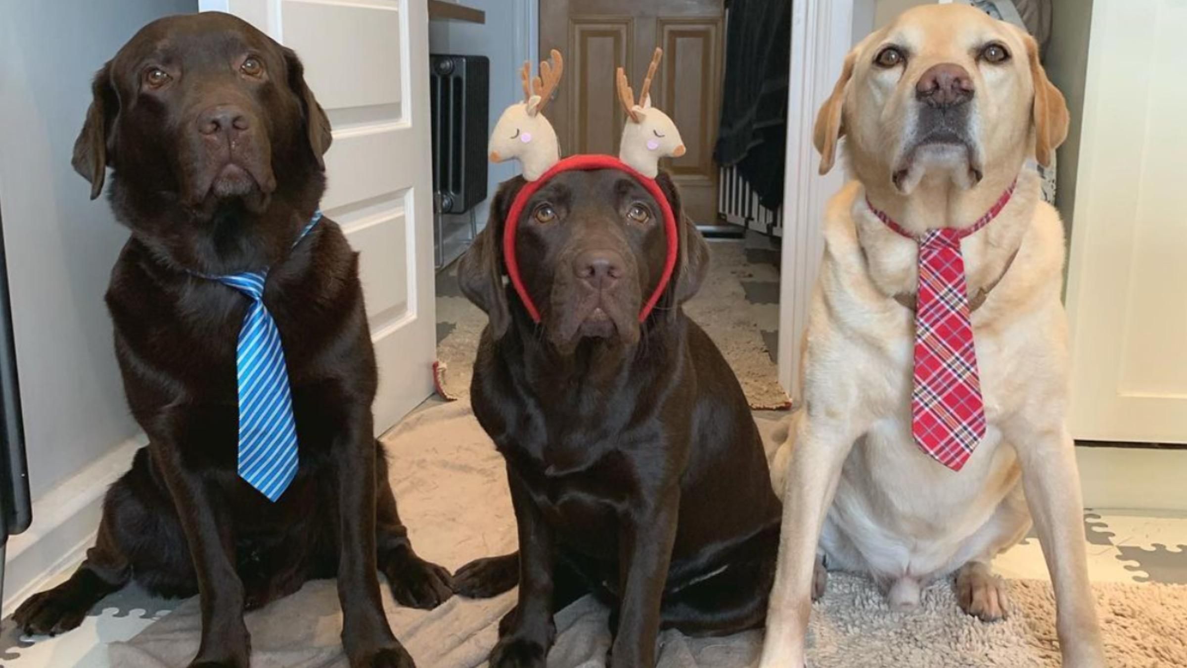 Везли на кровати: собаки устроили трогательную прогулку для пожилого друга - Pets Везли на кровати: собаки устроили трогательную прогулку для пожилого друга - Pets