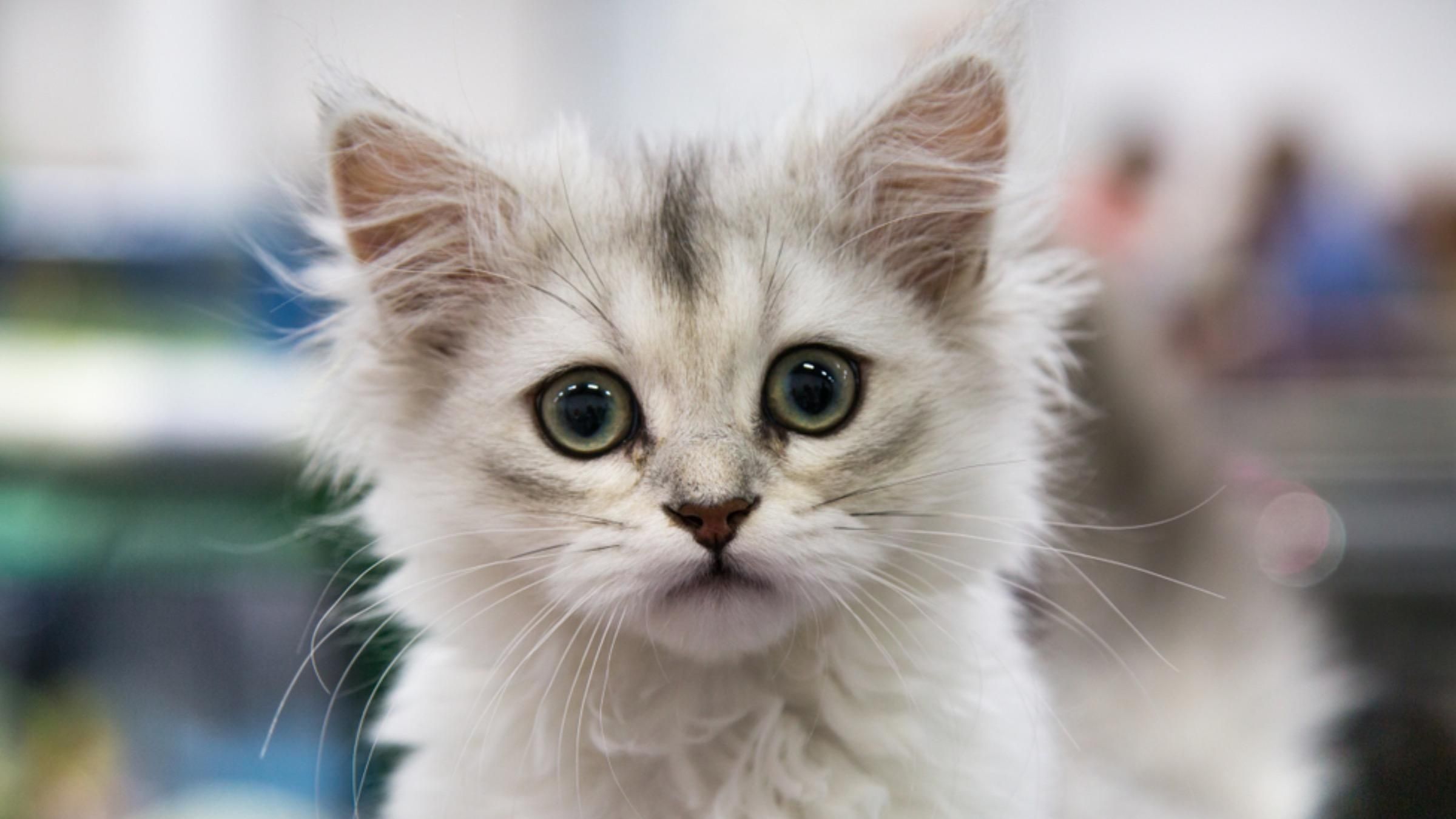 Спала у монитора: кошка всю ночь ждала видеозвонка хозяина - Pets Спала у монитора: кошка всю ночь ждала видеозвонка хозяина - Pets