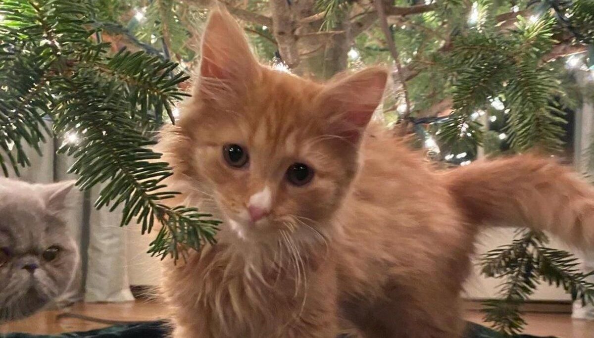 Різдвяна казка: покинуте кошеня шукало їжу, а знайшло дім – зворушливі фото - Pets
