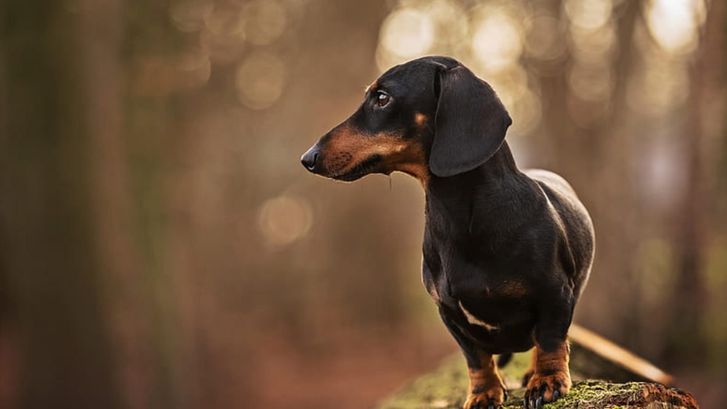 Акторська гра, яка варта Оскара: відео кумедної гри собаки з котом - Pets Акторська гра, яка варта Оскара: відео кумедної гри собаки з котом - Pets