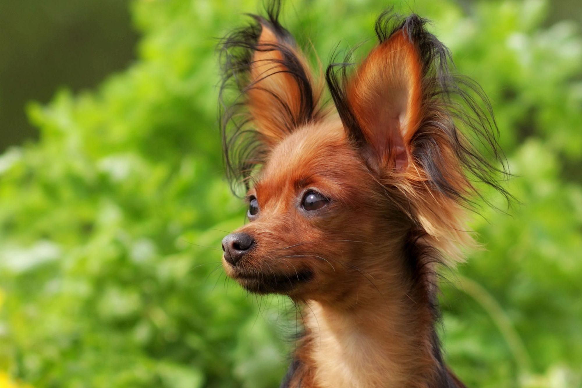 Карликовий пес та надійний пастух: у США визнали 2 нові породи собак - Pets