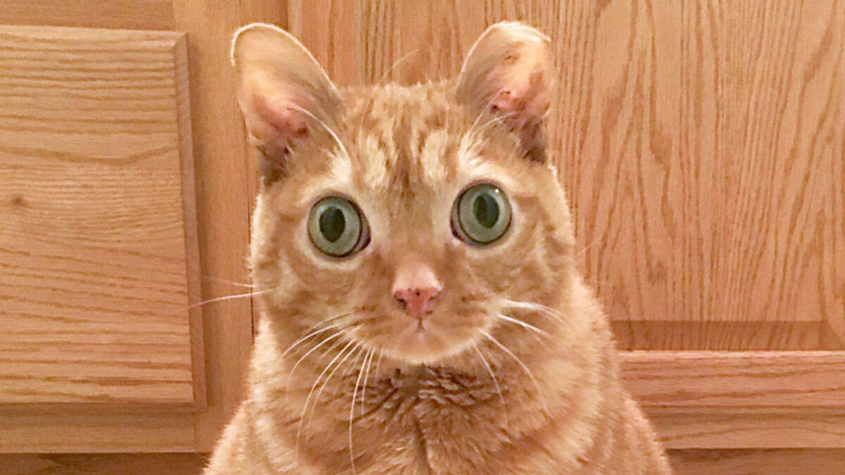Найбільш здивований кіт: чим чотирилапий підкорив соцмережі - Pets
