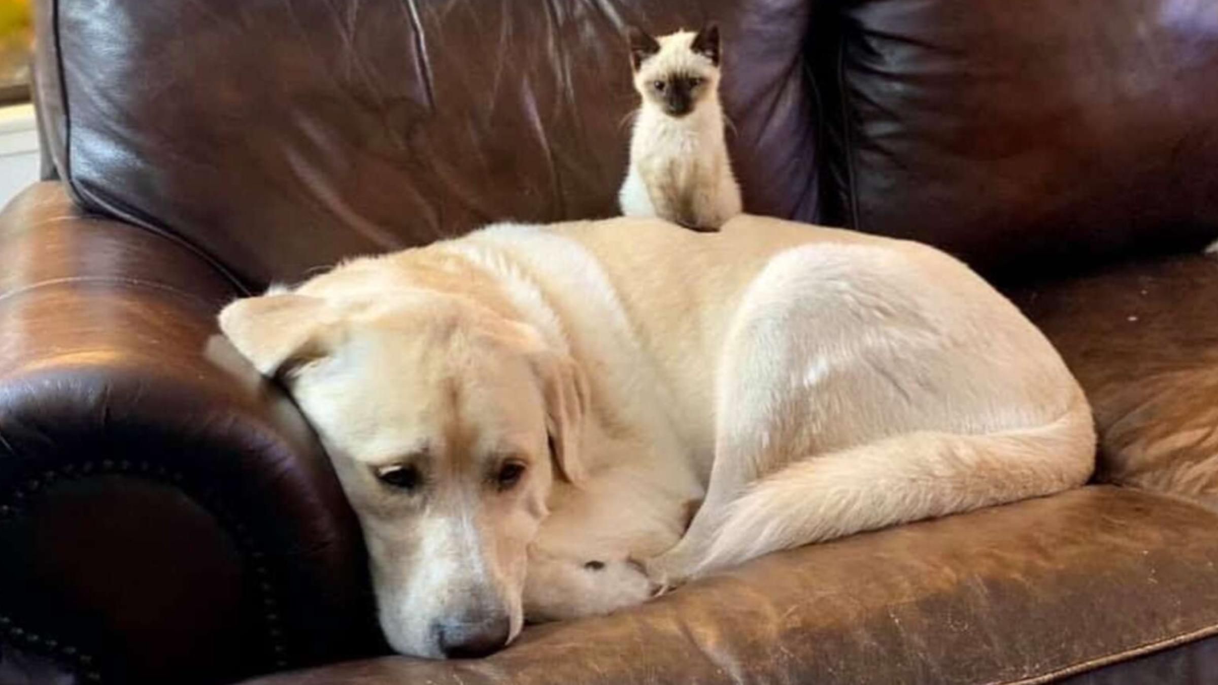 Шипел, кусался и царапался: как лабрадор помог котенку перестать всего бояться - Pets Шипел, кусался и царапался: как лабрадор помог котенку перестать всего бояться - Pets