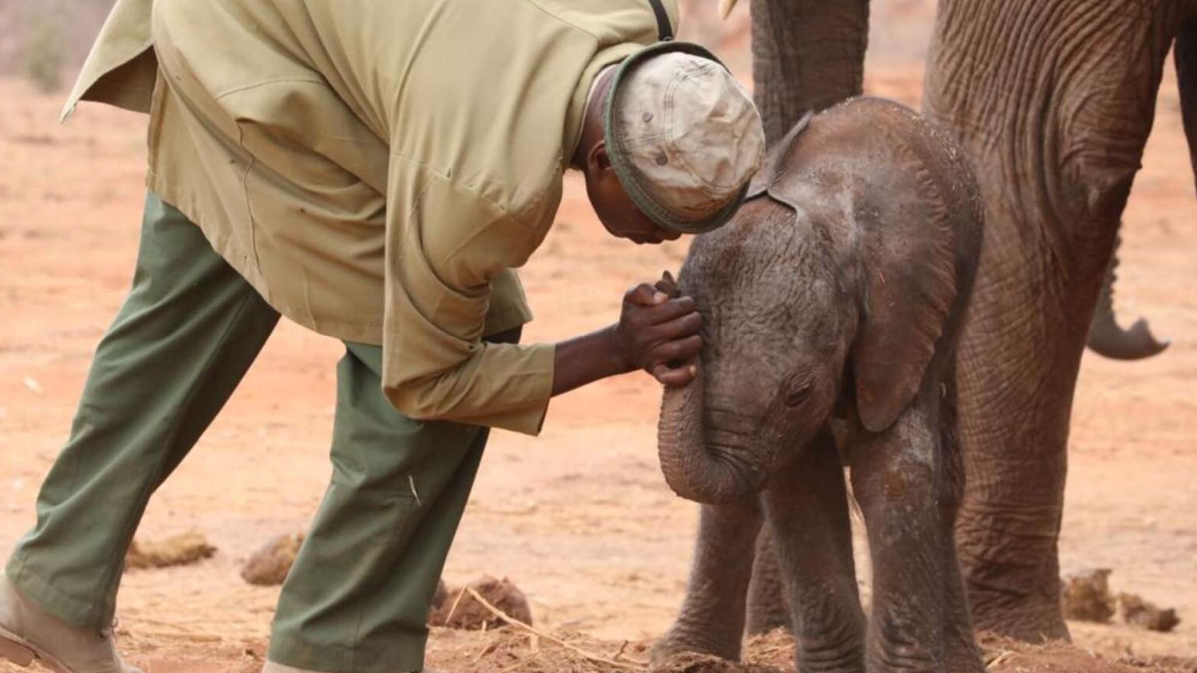 Слониха привела дитинча до людей, які врятували їй життя:зворушливе відео - Pets