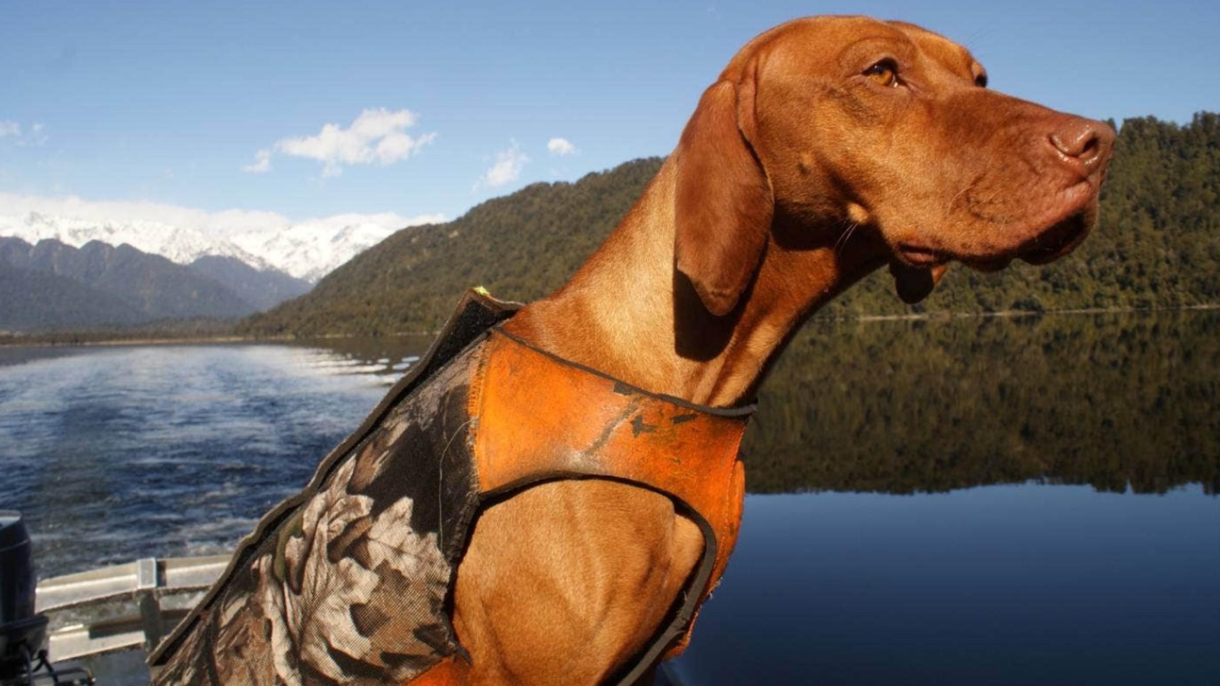 Пес 11 років рятував ківі: як чотирилапий допоміг збільшити популяцію птахів - Pets Пес 11 років рятував ківі: як чотирилапий допоміг збільшити популяцію птахів - Pets