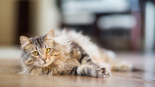 Старение кота: какое профессиональное питание будет полезным для здоровья любимца