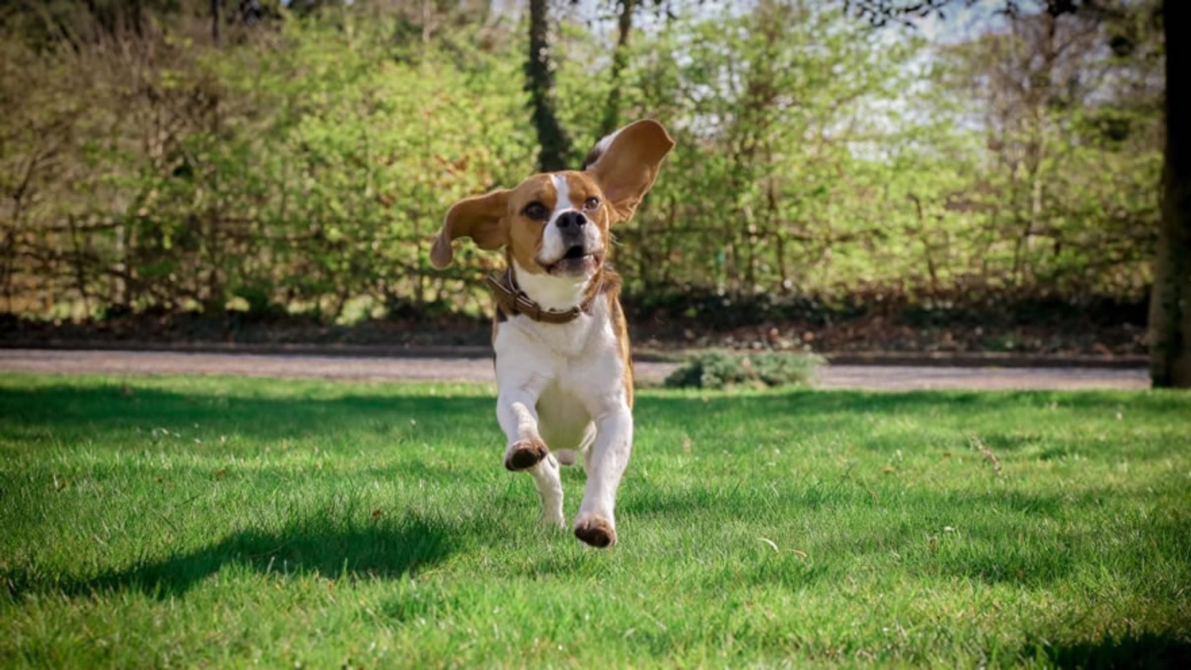 Скейт для прогулянок: пенсіонер разом зі собакою стали зірками соцмереж - Pets Скейт для прогулянок: пенсіонер разом зі собакою стали зірками соцмереж - Pets