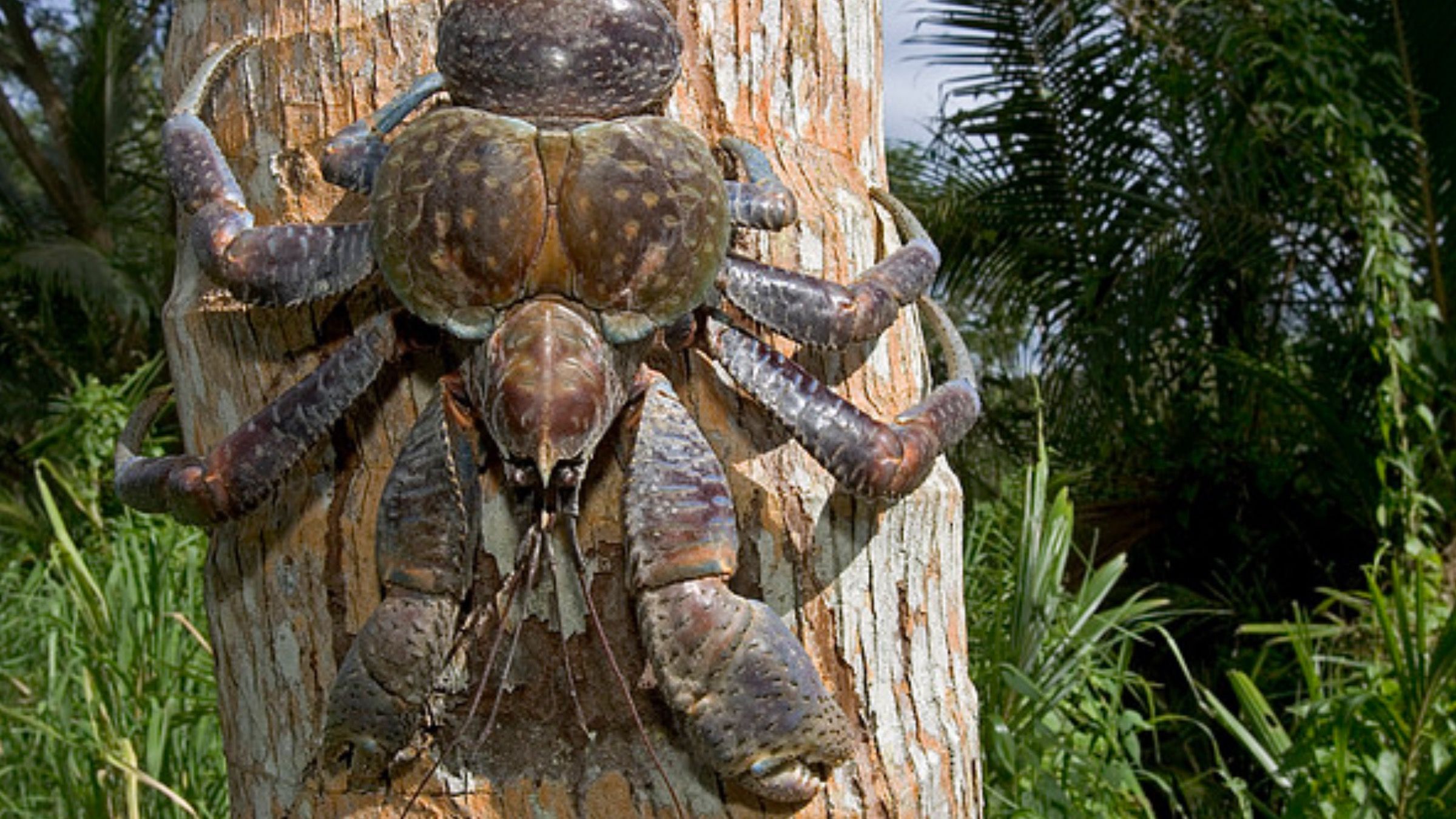 Страшный краб. Кокосовый краб паук. Австралийский паук краб древесный.