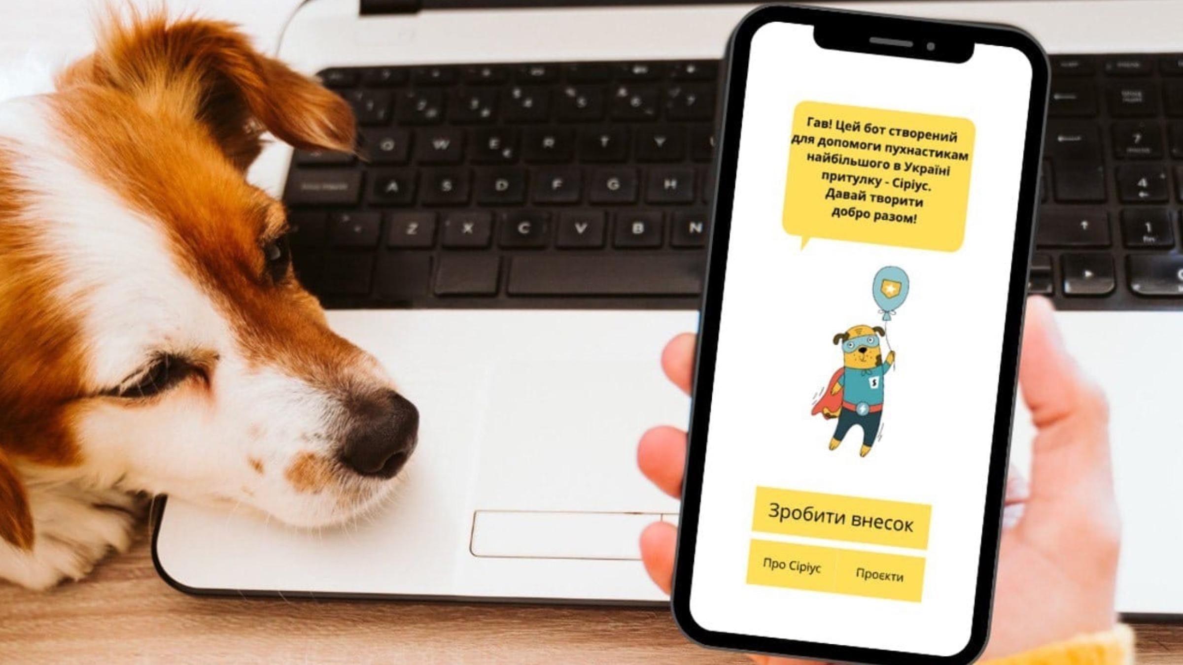 Як допомогти безхатнім тваринам: притулок "Сіріус" запустив власний чат-бот - Свіжі новини Києва - Pets Як допомогти безхатнім тваринам: притулок "Сіріус" запустив власний чат-бот - Свіжі новини Києва - Pets