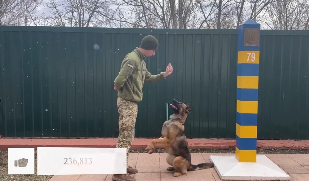 Овчарка-патриотка покорила украинцев и стала звездой тиктока: волшебное видео - Новости Херсона - Pets Овчарка-патриотка покорила украинцев и стала звездой тиктока: волшебное видео - Новости Херсона - Pets