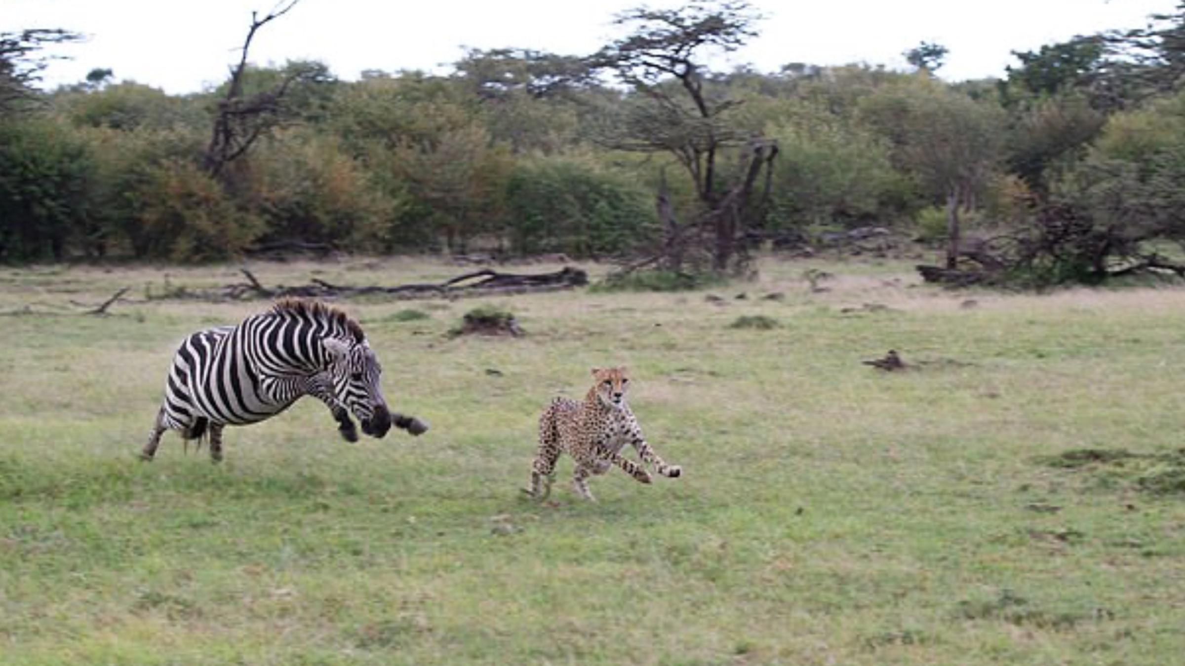 Атака на хищника: как зебра смогла "напугать" гепарда - Pets