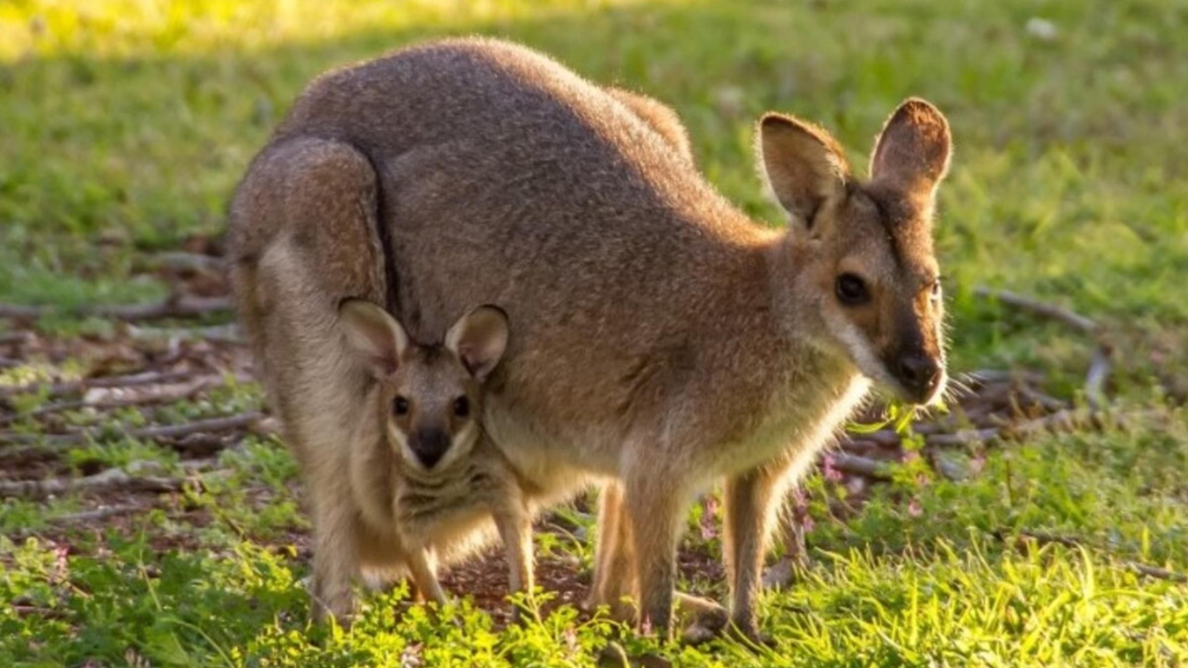 Похожа на толстовку: какие особенности имеет сумка кенгуру - Pets Похожа на толстовку: какие особенности имеет сумка кенгуру - Pets