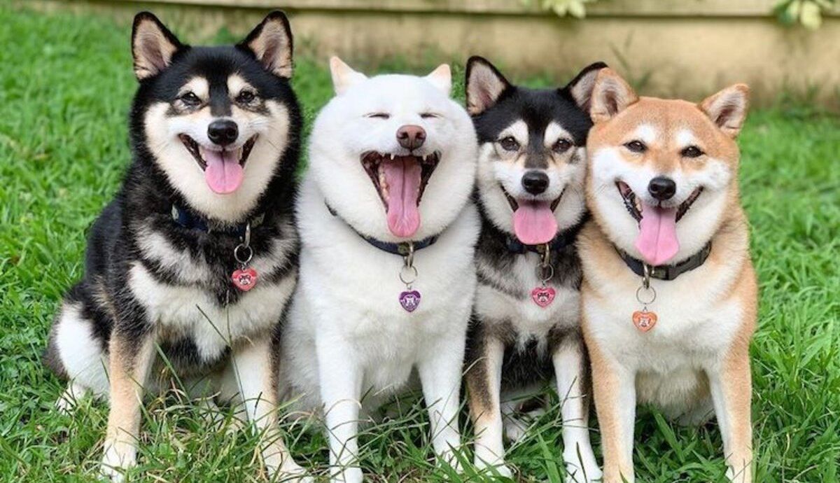 Грайливий собака псує всі фото свої друзів: 20+ дуже веселих фото - Pets