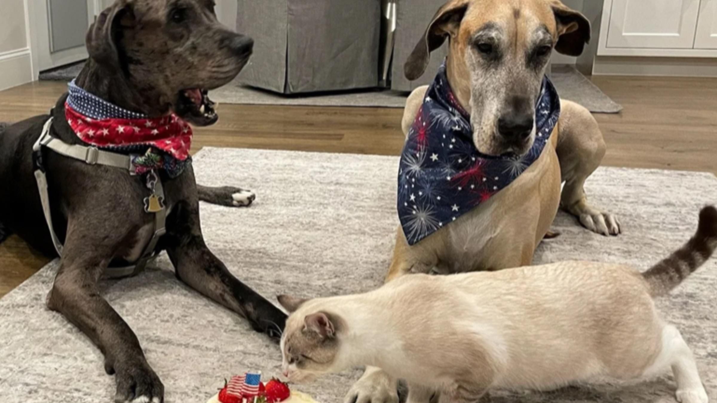 Кіт став ватажком собачої банди: дивовижна дружба чотирилапих - Pets Кіт став ватажком собачої банди: дивовижна дружба чотирилапих - Pets