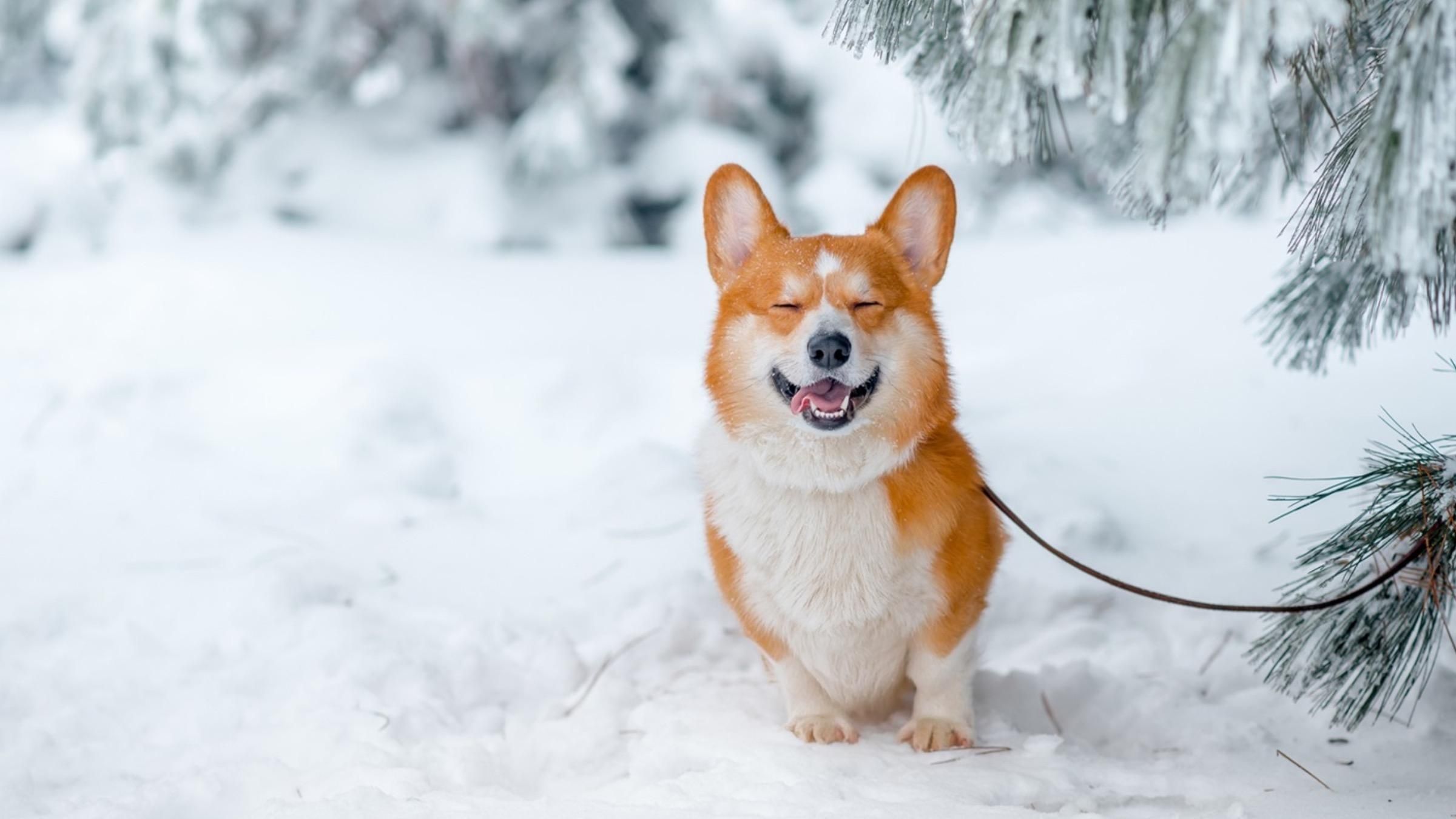 У що одягати та як гріти: правила вигулу домашніх улюбленців взимку - Pets