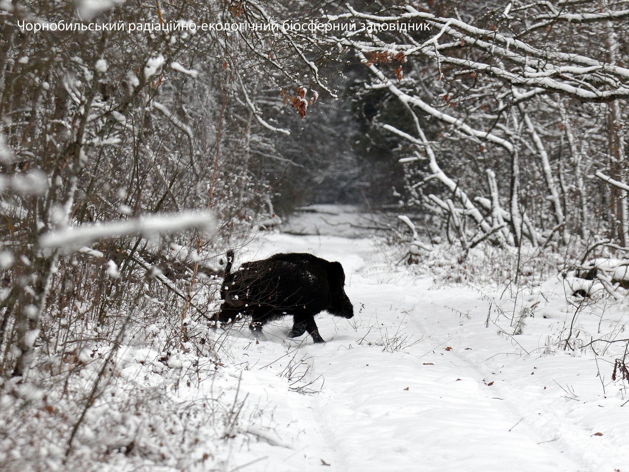 У Чорнобилі показали, як дикі звірі насолоджуються зимою: яскраві фото - Pets