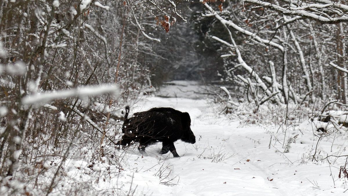 В Чернобыле показали, как дикие звери наслаждаются зимой: яркие фото - Pets