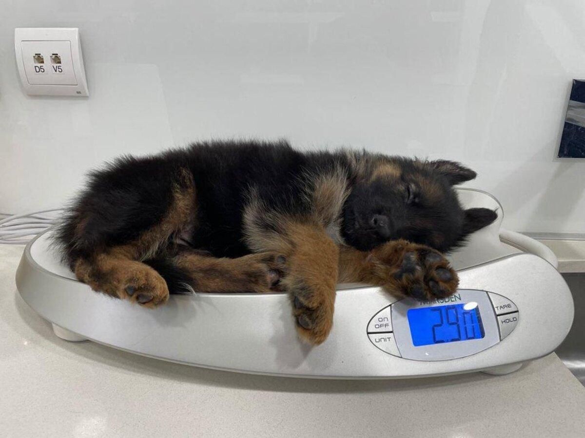 10 милих фото, що доводять: ветеринар – найкраща професія у світі - Pets 10 милих фото, що доводять: ветеринар – найкраща професія у світі - Pets