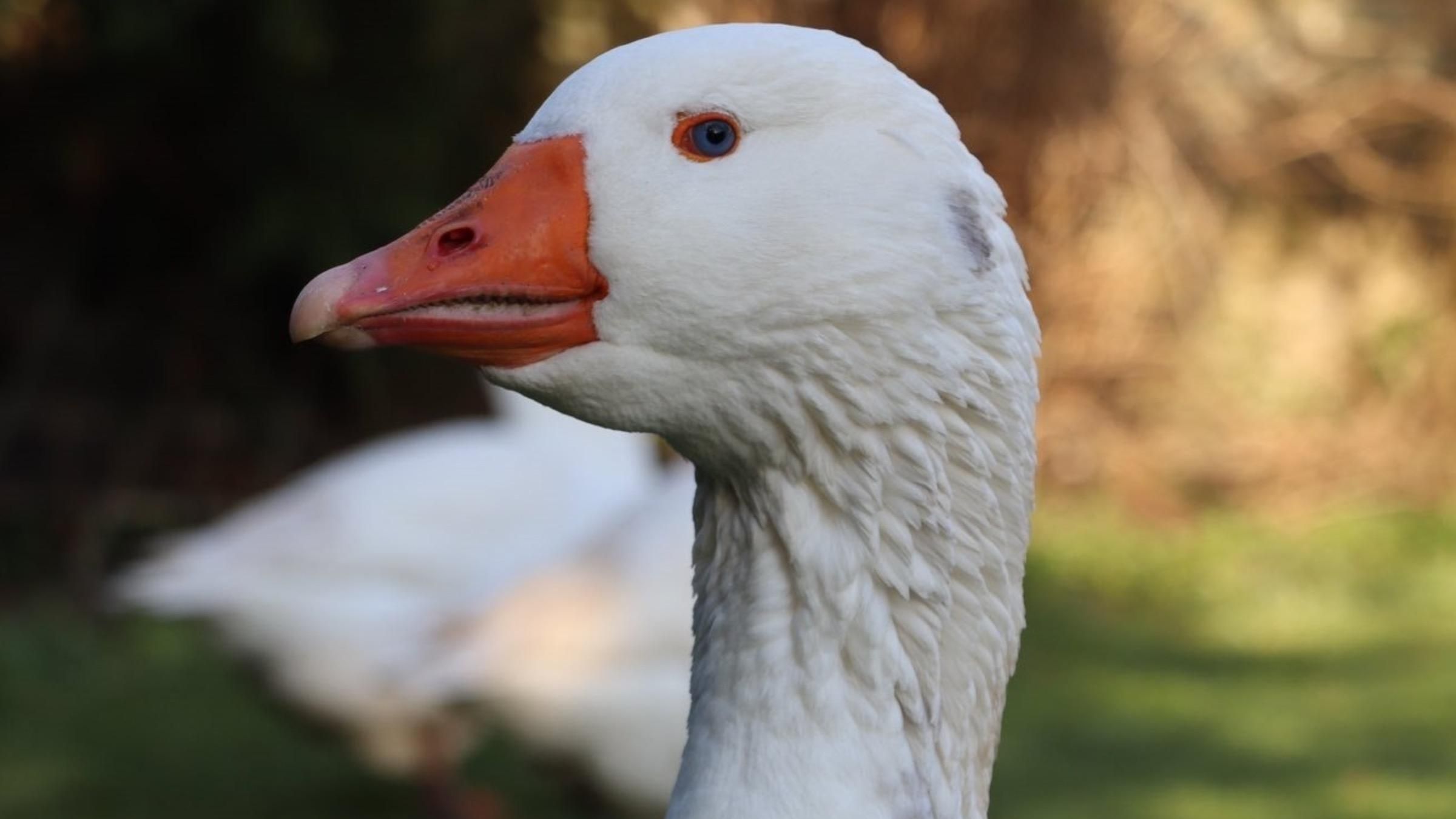 Ховав під своїм крилом та грів: гусак вразив турботою щодо цуценяти - Pets Ховав під своїм крилом та грів: гусак вразив турботою щодо цуценяти - Pets