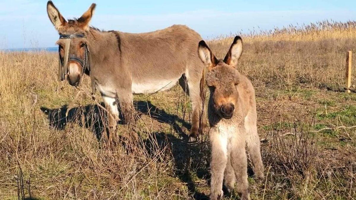 Лабрадорка Багира и мул Валет: в "Тузловских лиманах" показали работающих там животных - Pets Лабрадорка Багира и мул Валет: в "Тузловских лиманах" показали работающих там животных - Pets