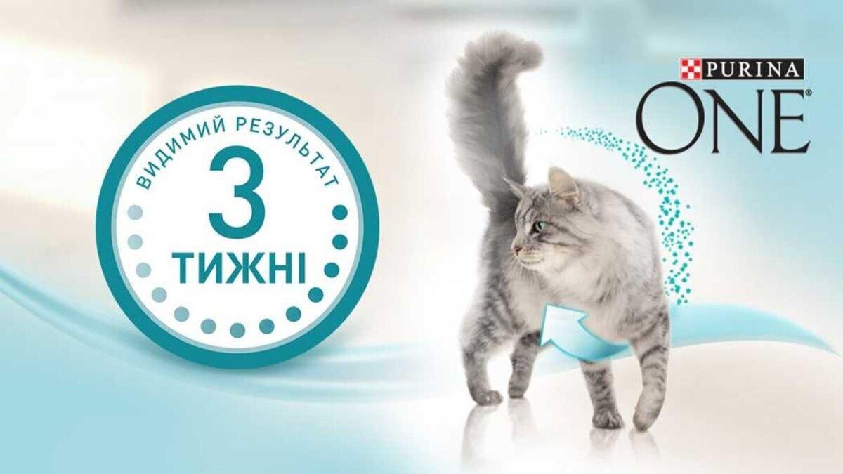 Как сделать кожу кота здоровой, а шерсть блестящей: результат за 3 недели с Purina ONE® - Pets Как сделать кожу кота здоровой, а шерсть блестящей: результат за 3 недели с Purina ONE® - Pets