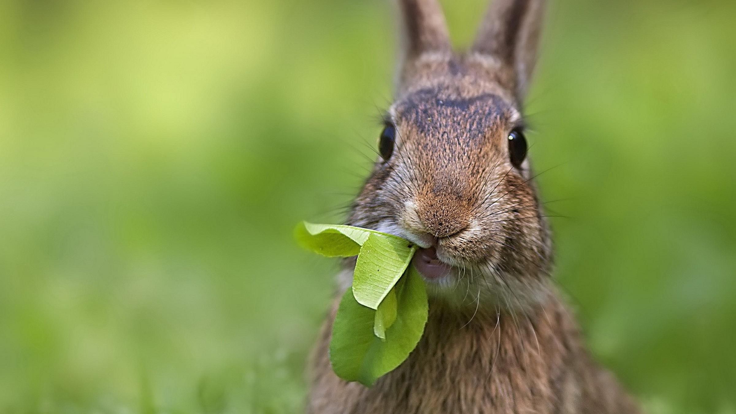 Не смог пролезть в специальное отверстие: кролик смешно выломал дверцу - Pets Не смог пролезть в специальное отверстие: кролик смешно выломал дверцу - Pets