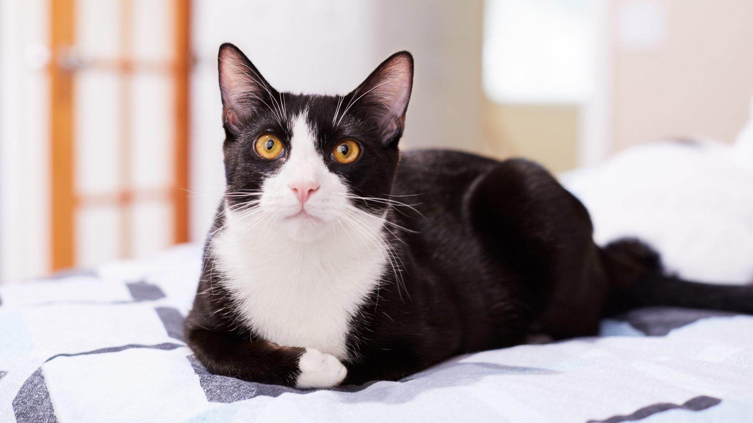 Смачно та корисно: чим збагатити та урізноманітнити раціон улюбленого котика - Pets Смачно та корисно: чим збагатити та урізноманітнити раціон улюбленого котика - Pets