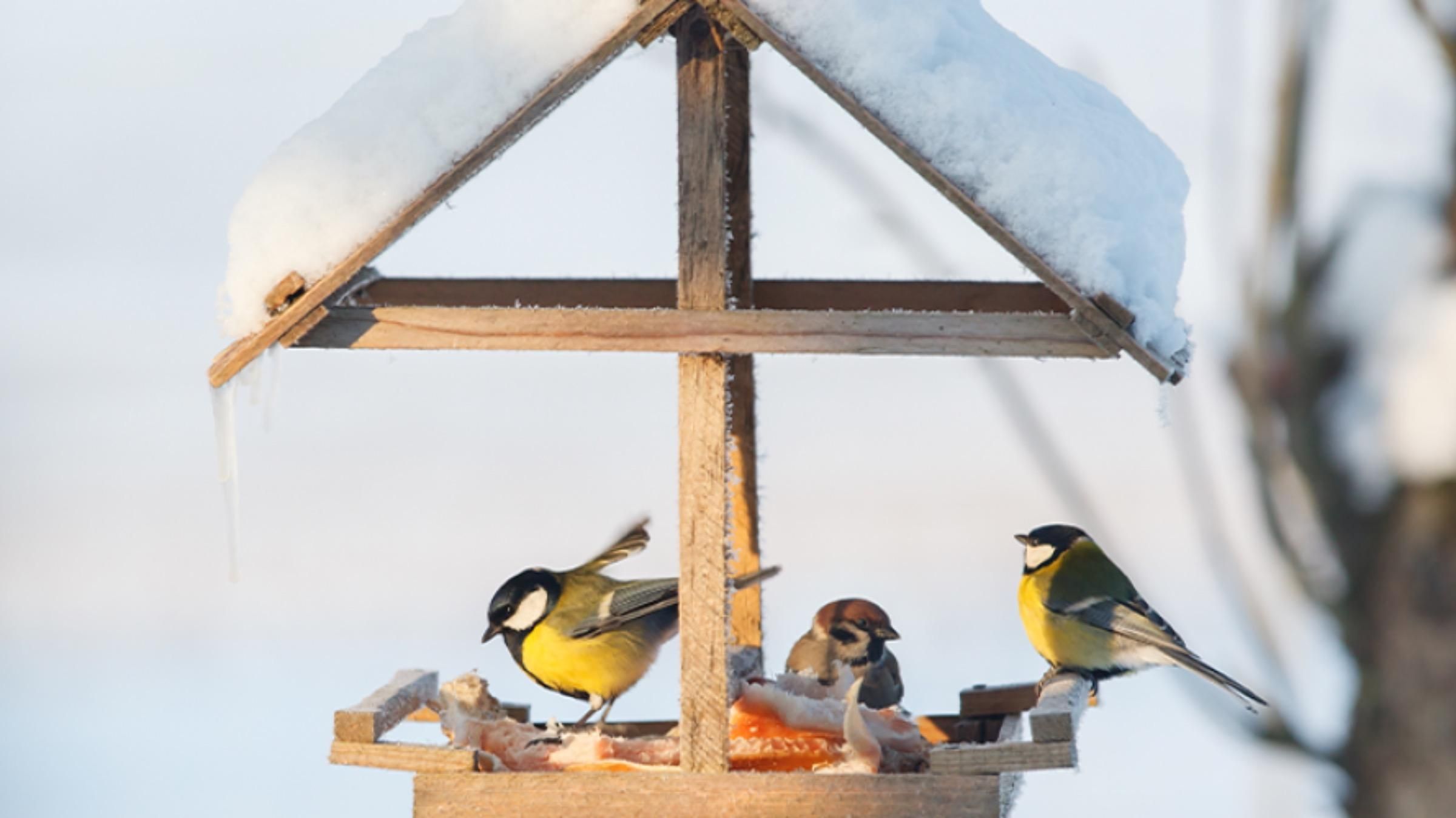 Чим заборонено підгодовувати птахів: список дозволених продуктів - Pets Чим заборонено підгодовувати птахів: список дозволених продуктів - Pets