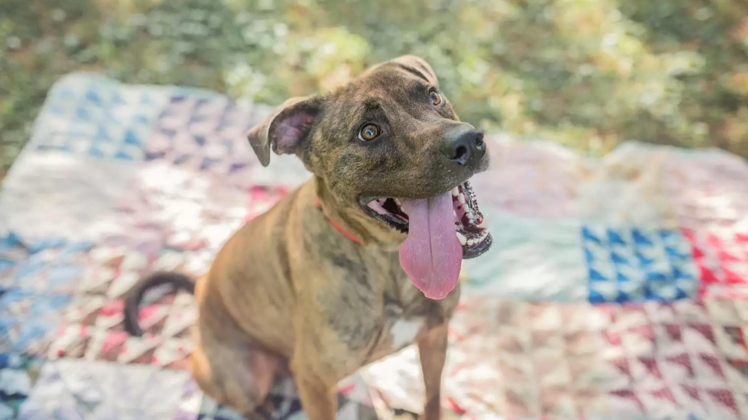 Чому собаку провели оплесками, коли він покидав притулок: зворушливе відео - Pets Чому собаку провели оплесками, коли він покидав притулок: зворушливе відео - Pets