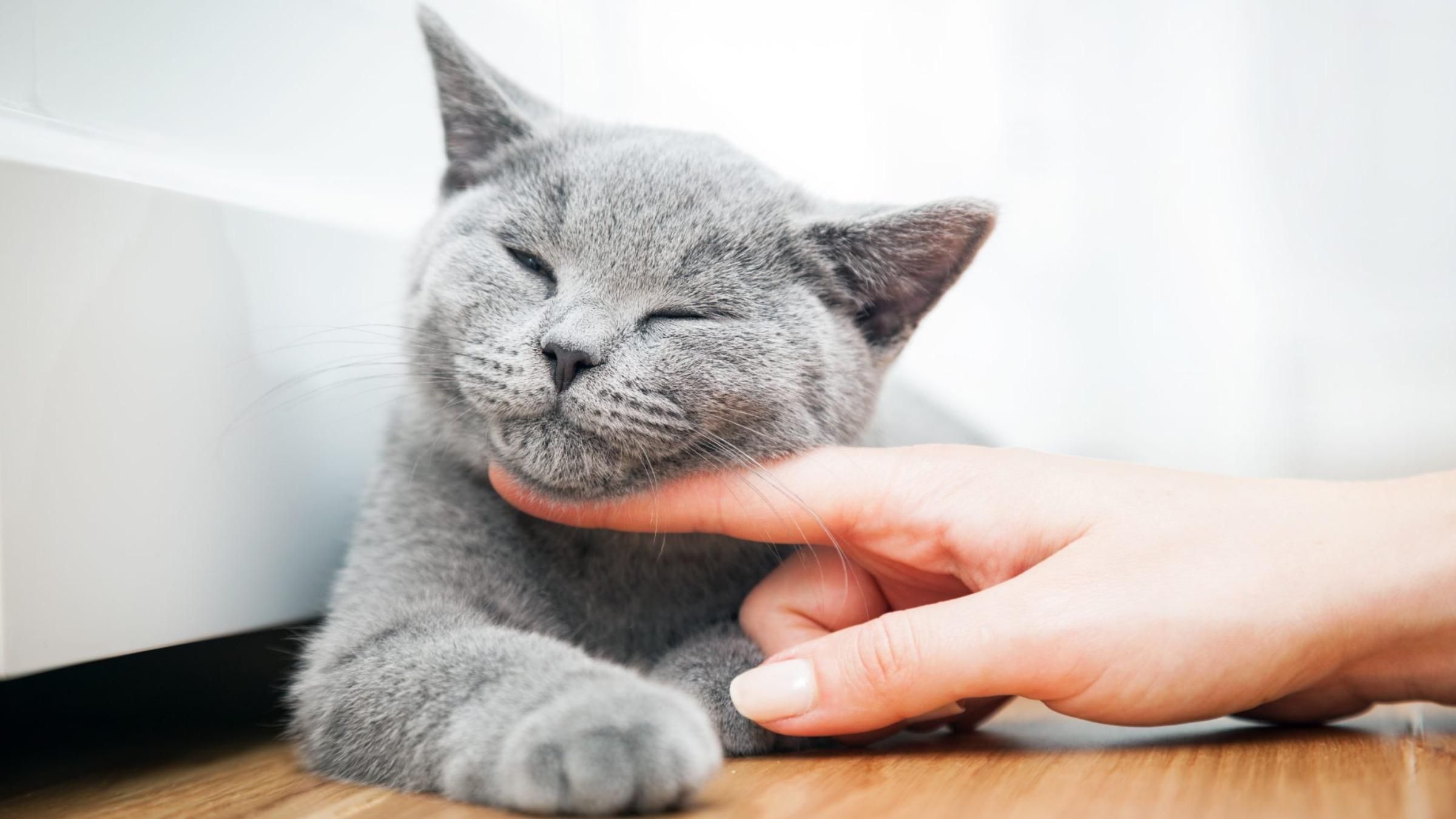 Какие кошки наиболее дружелюбные: список пород и их особенности - Pets