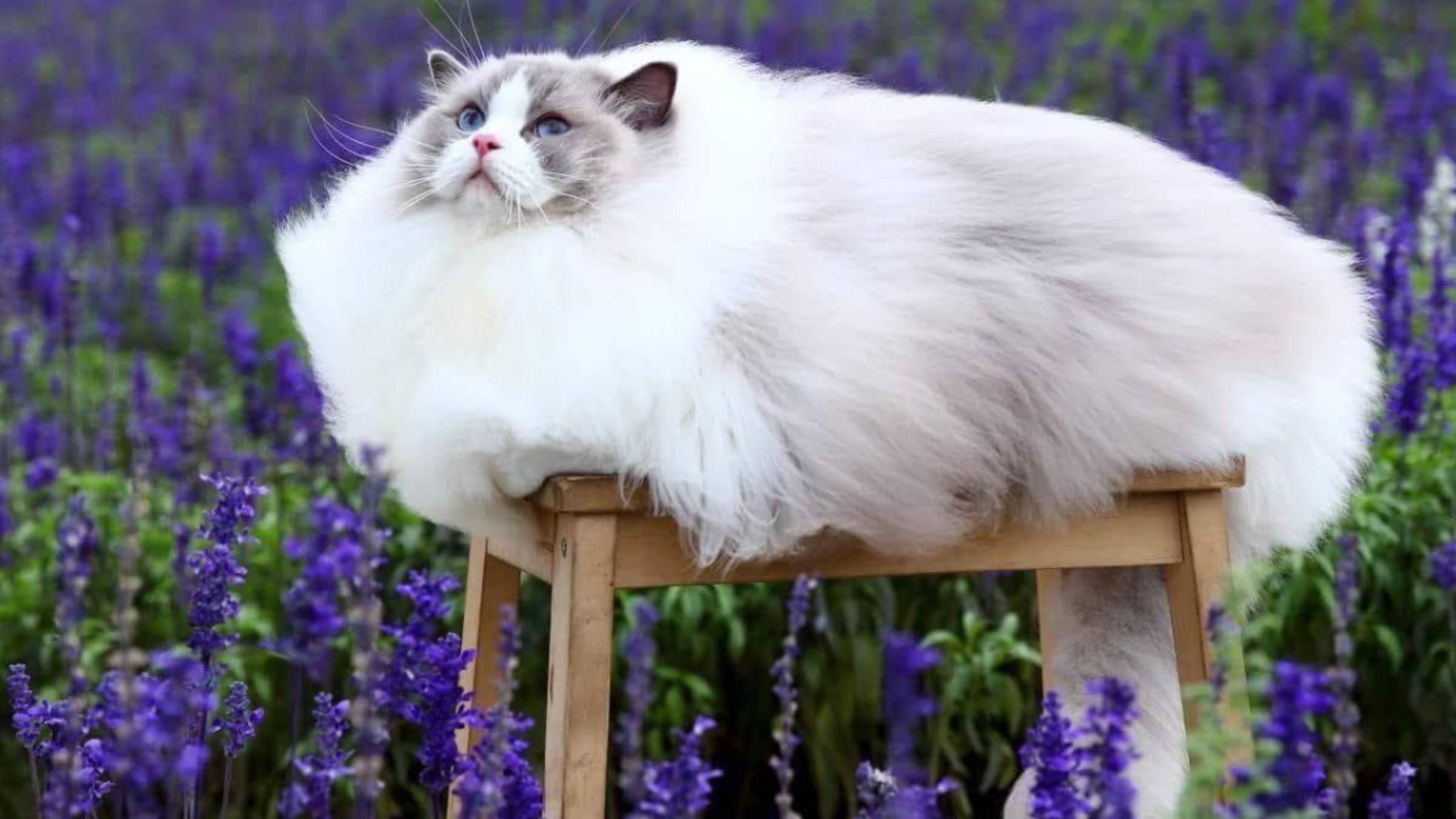 Не видно даже мордашки: фотографии очень пушистых забавных котиков - Pets Не видно даже мордашки: фотографии очень пушистых забавных котиков - Pets