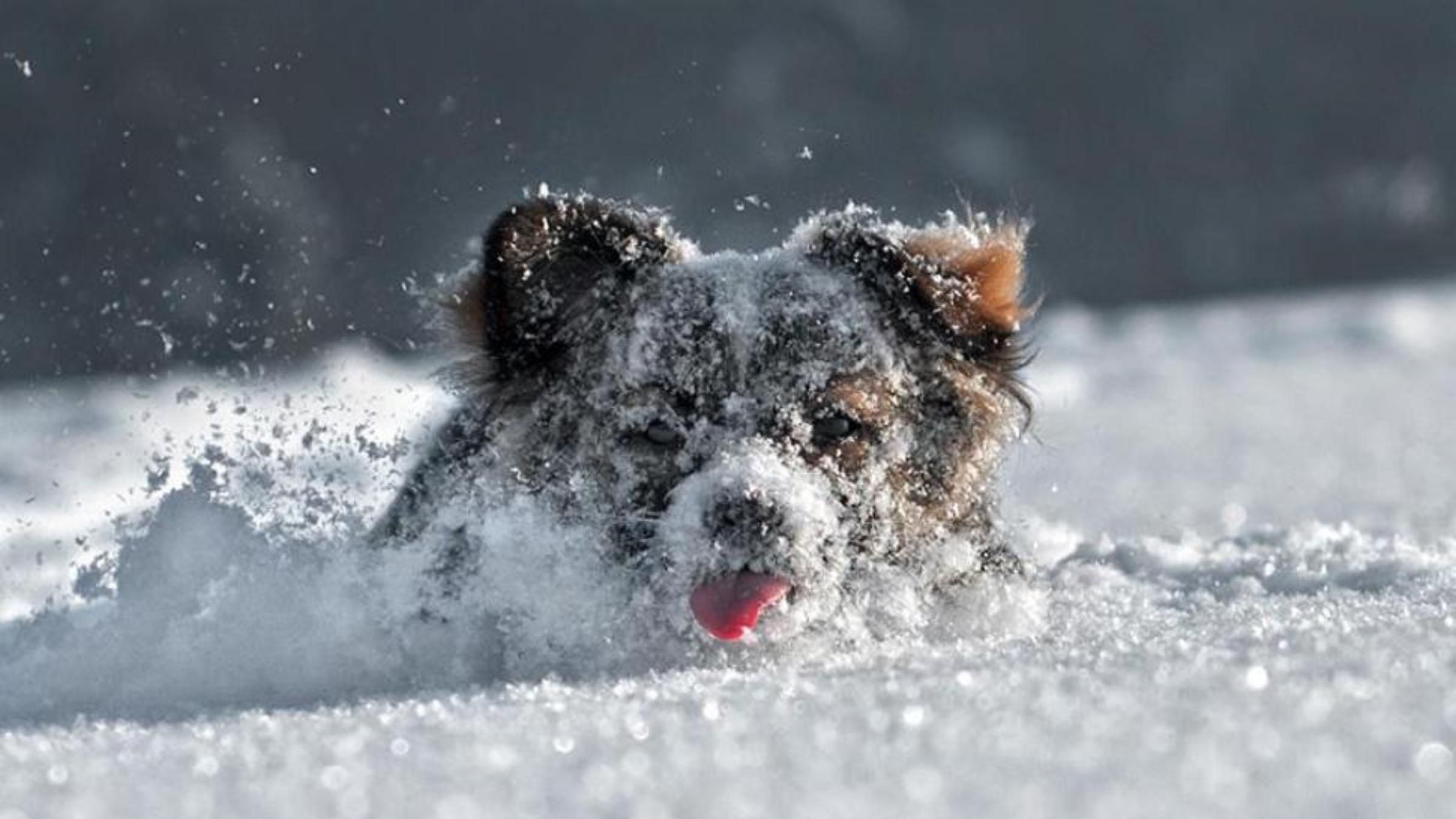 Откопали из снега: в США чудом нашли пса, пропавшего еще летом - Pets