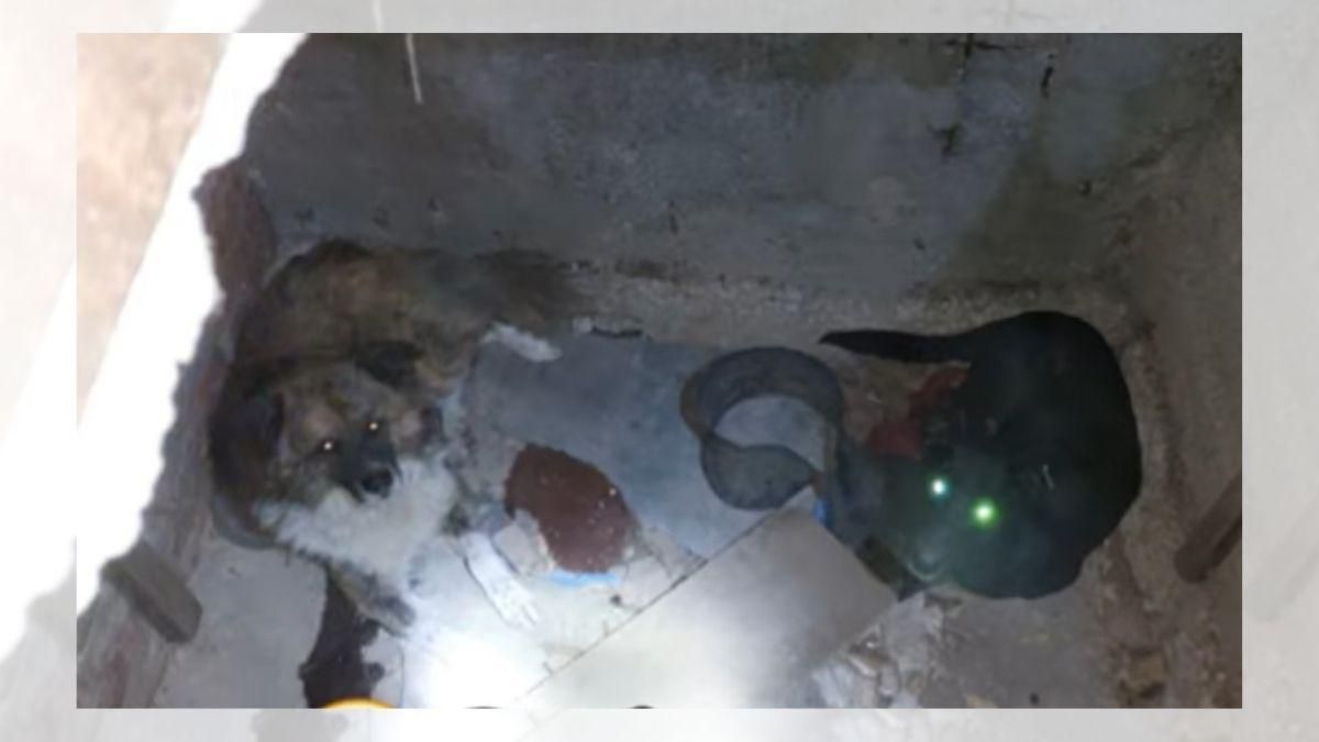 Обіймала собак, а рятувальники тягнули за одяг: як у Вінниці прийшли на допомогу тваринам - Новини Вінниця - Pets