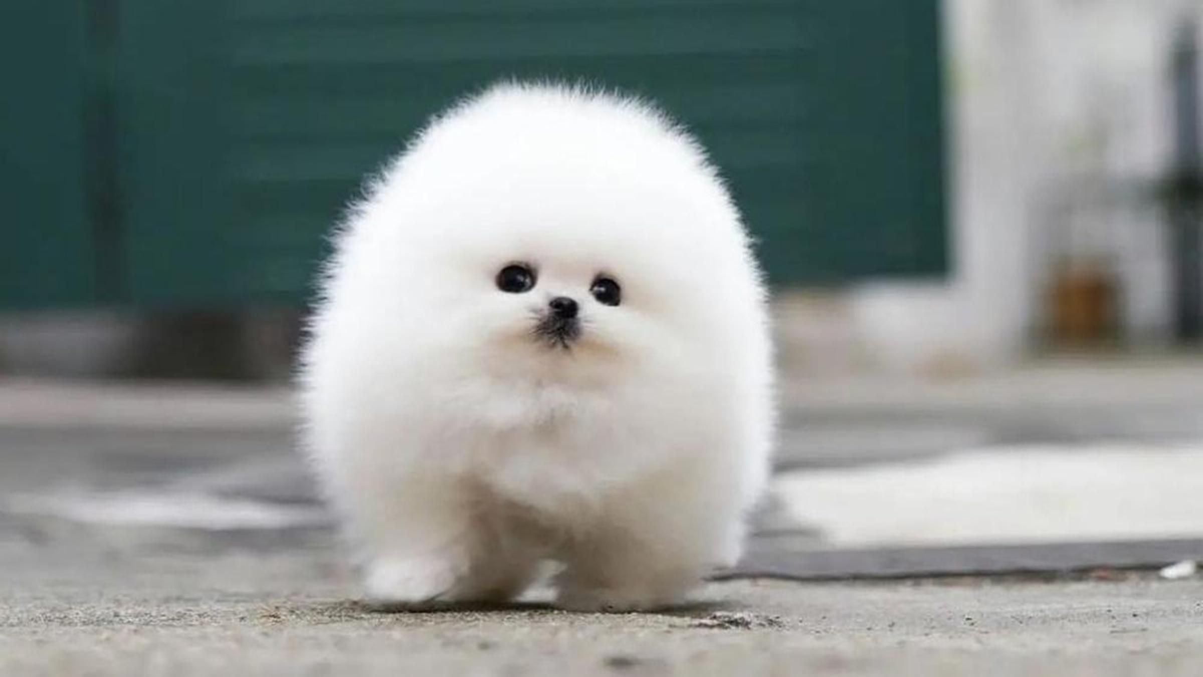 Похож на маленький снежный шар: как померанский шпиц покоряет соцсети - Pets Похож на маленький снежный шар: как померанский шпиц покоряет соцсети - Pets